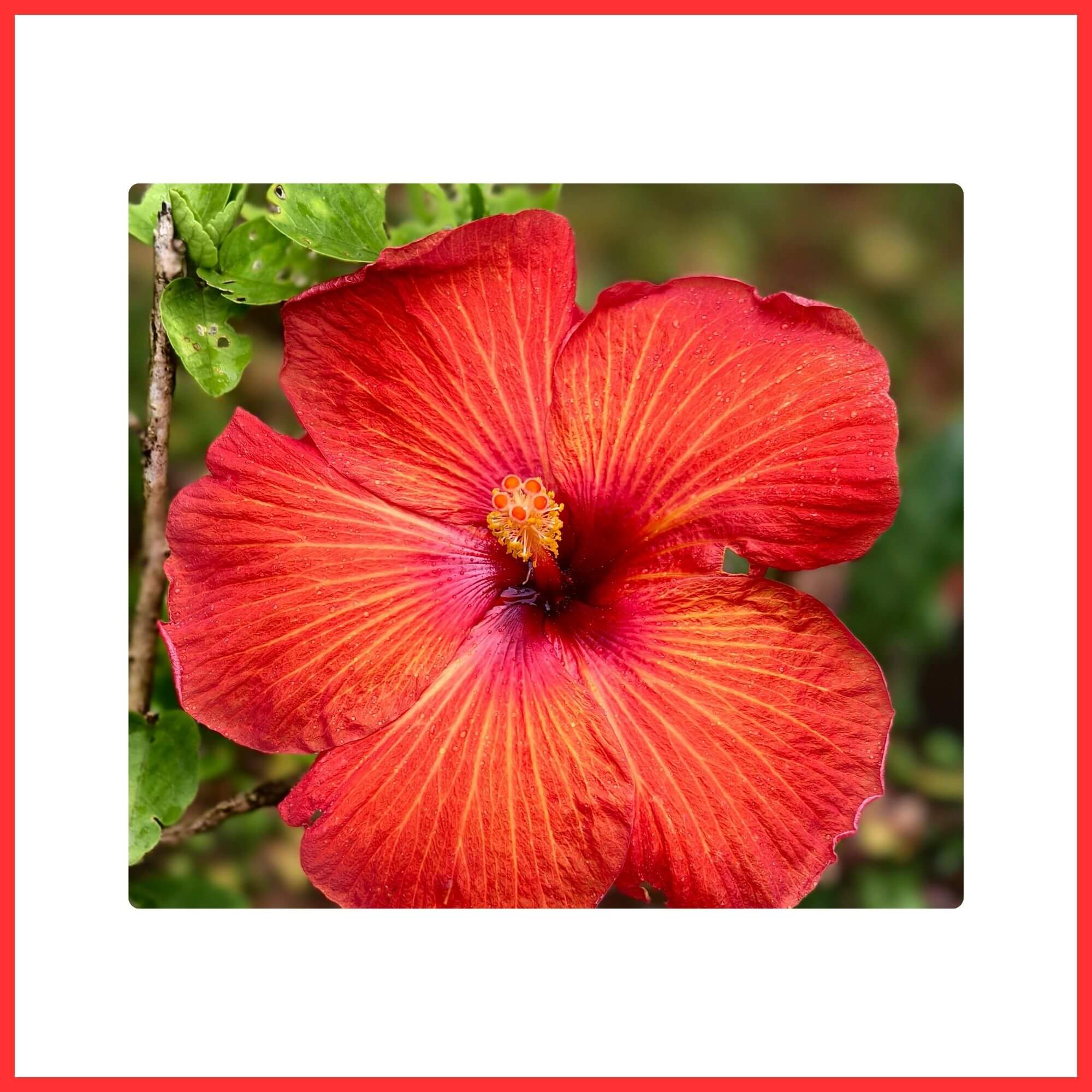 Close-up of a bright red Hibiscus flower with tropical petals in sunlight