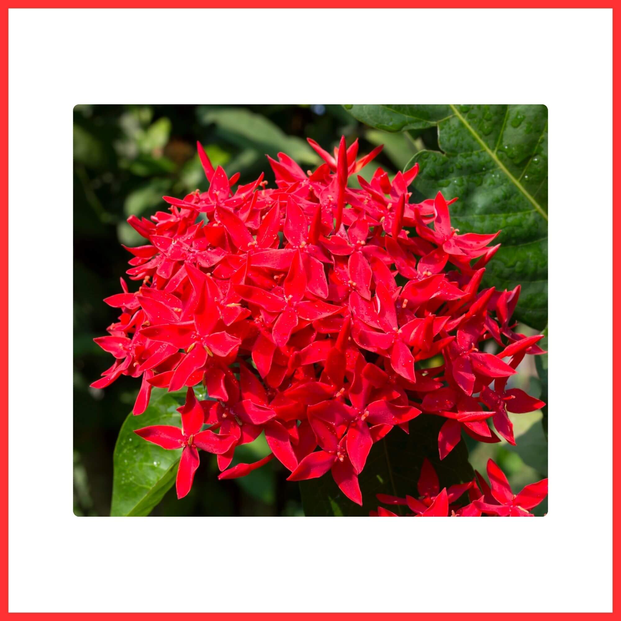 Close-up of red Ixora clustered flowers blooming on tropical shrub