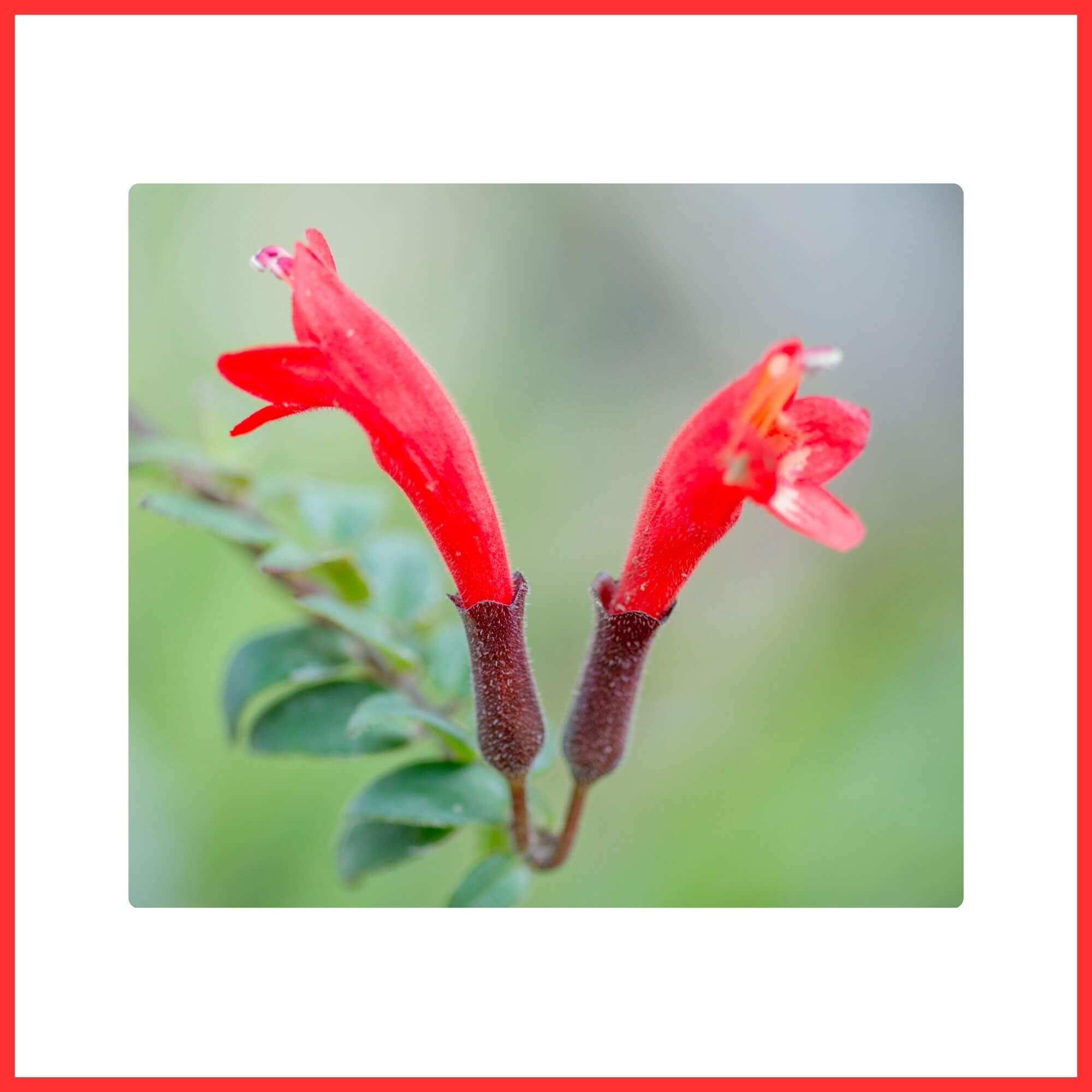 Close-up of a Red Lipstick Plant vine with tubular blooms