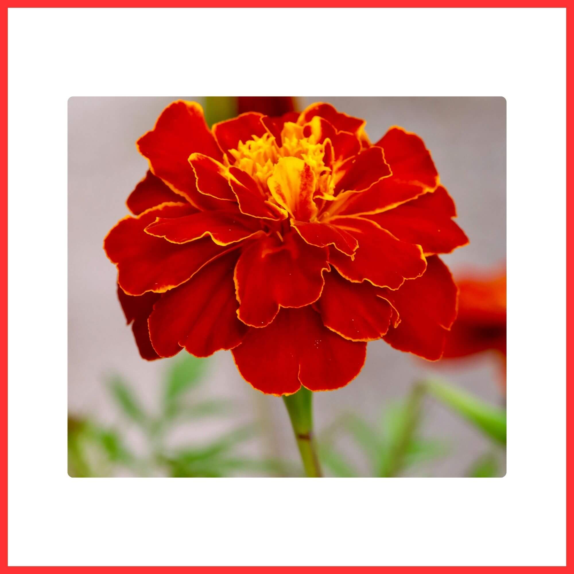 Close-up of a Red Marigold flower with rich red-orange petals in garden