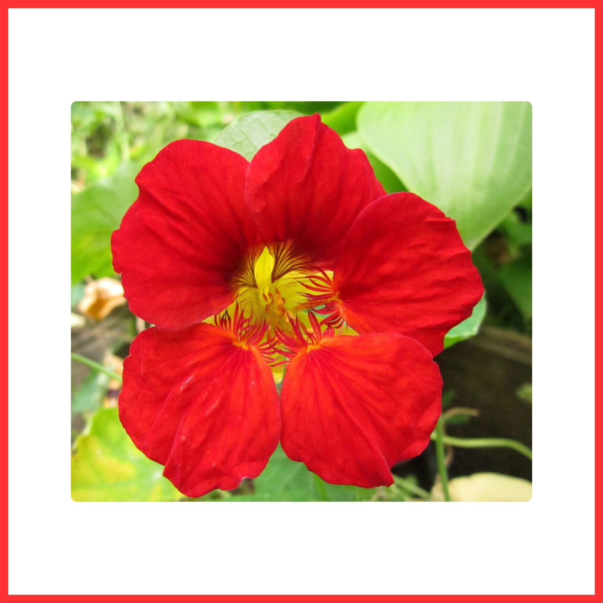 Close-up of a red Nasturtium flower used as salad garnish