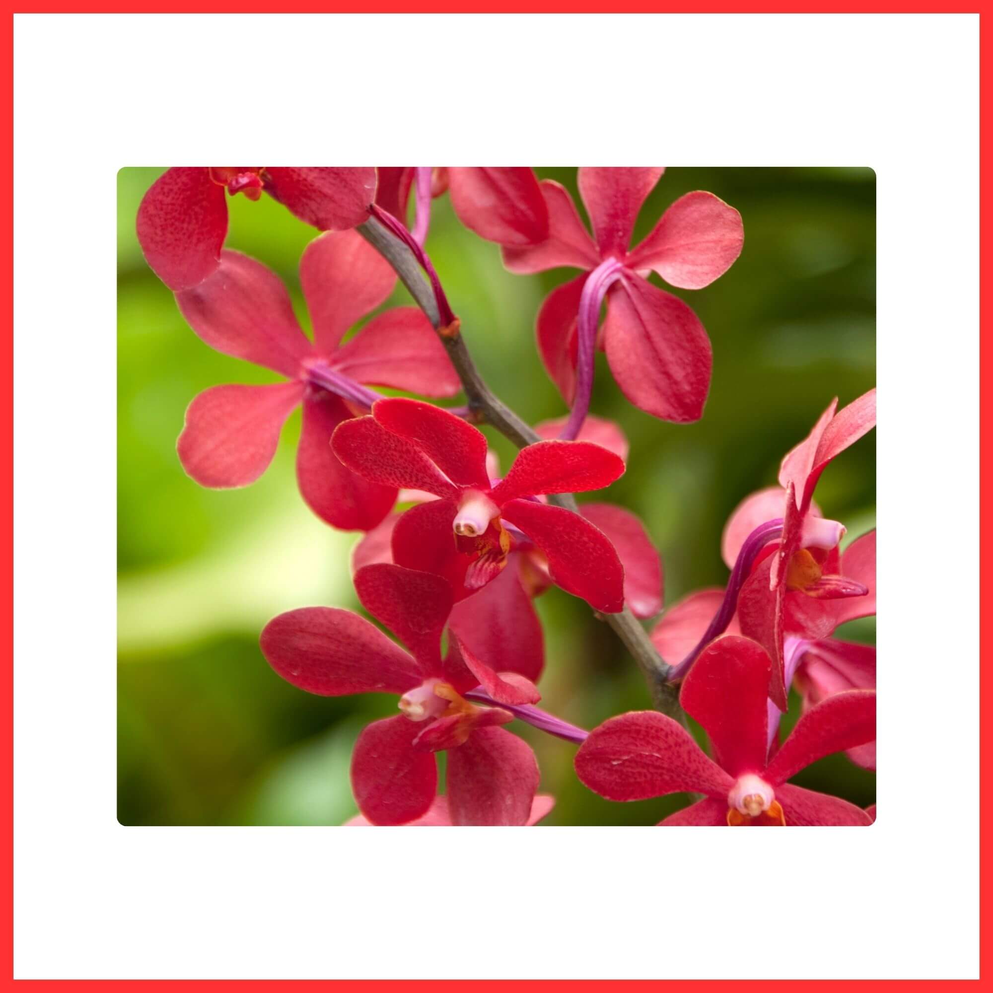 Close-up of elegant red Orchid flowers