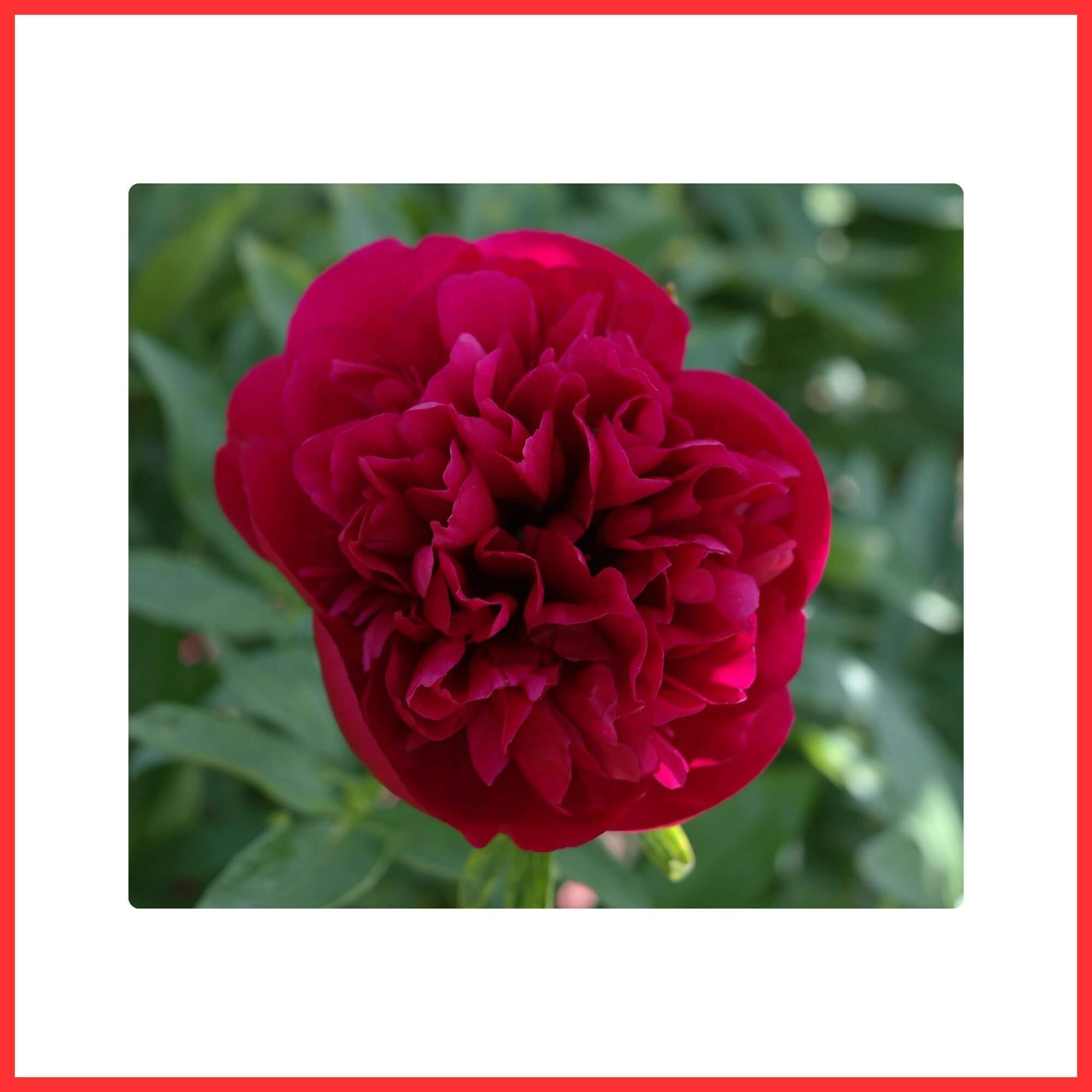 Close-up of a Red Peony flower with layered petals symbolizing romance