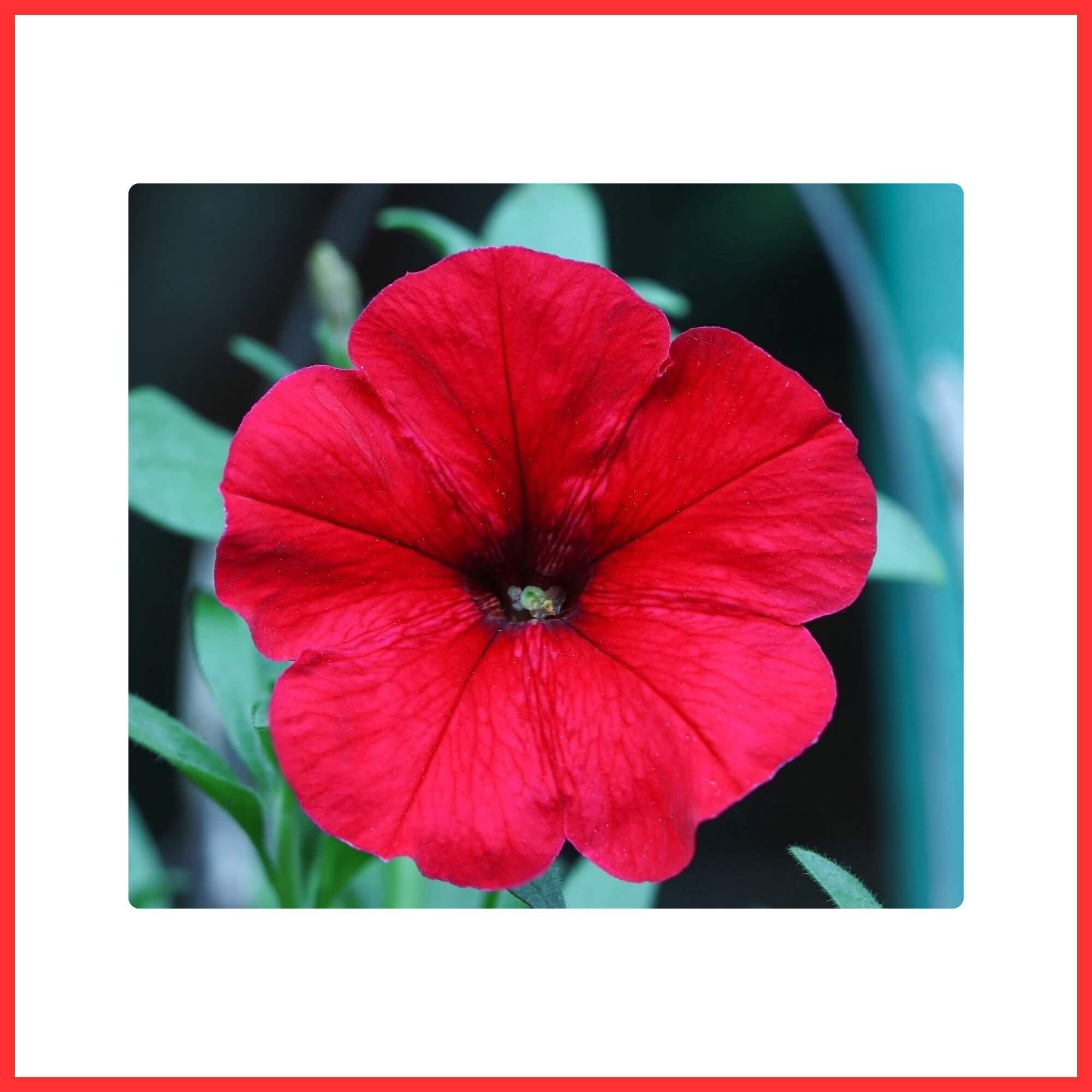 Close-up of a red Petunia trumpet-shaped flower growing