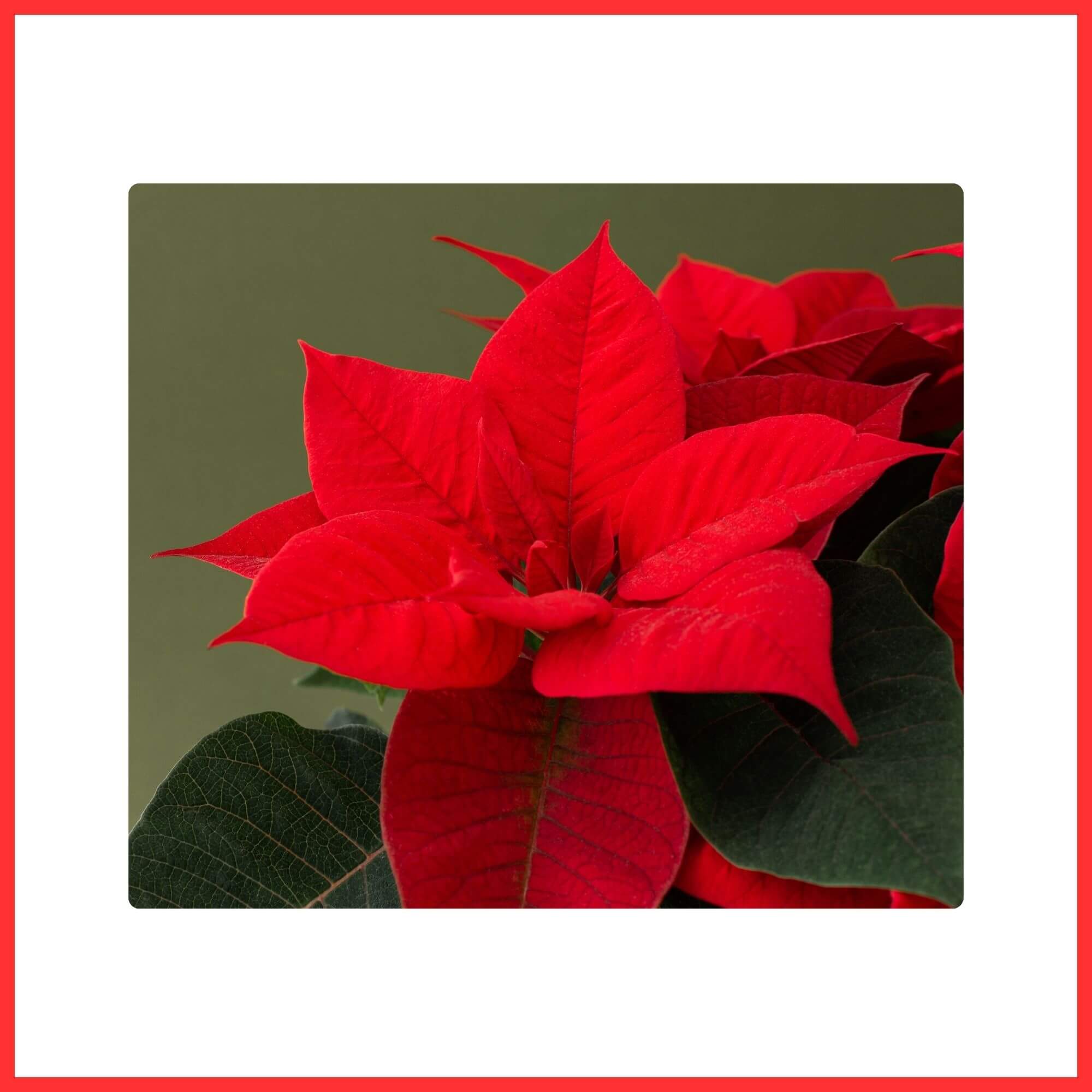 Close-up of classic Red Poinsettia Christmas Bracts on the plant