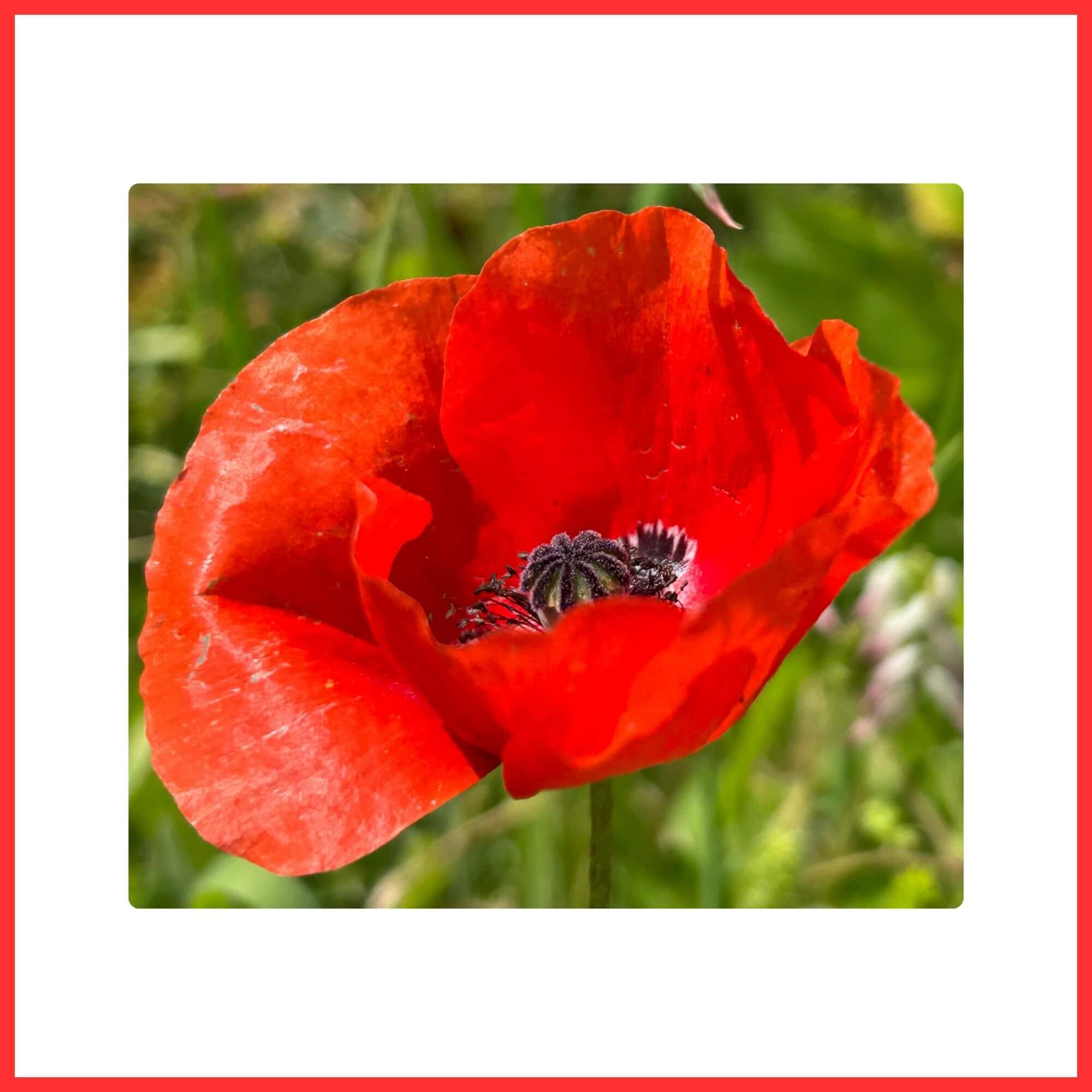 Close-up of a Red Poppy flower symbol of remembrance swaying in field