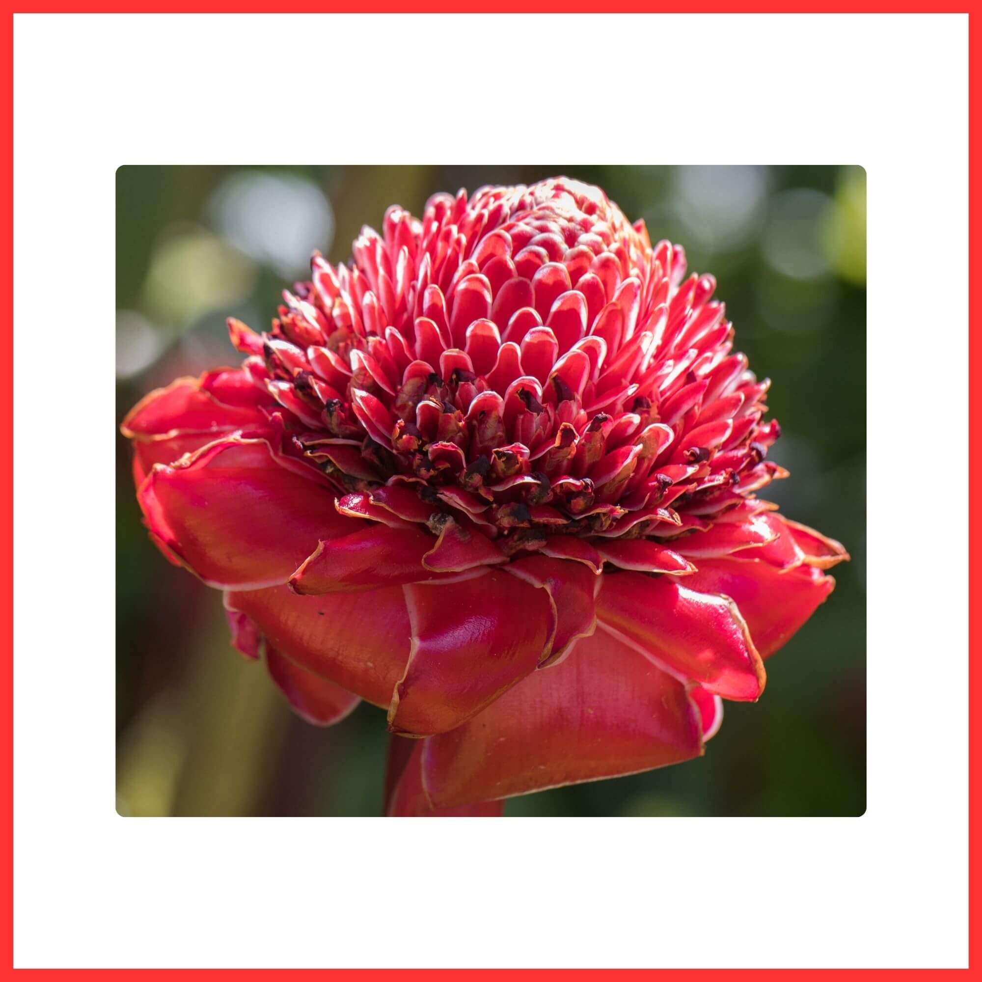 Close-up of a Red Protea (King Protea) flower with bold exotic petals