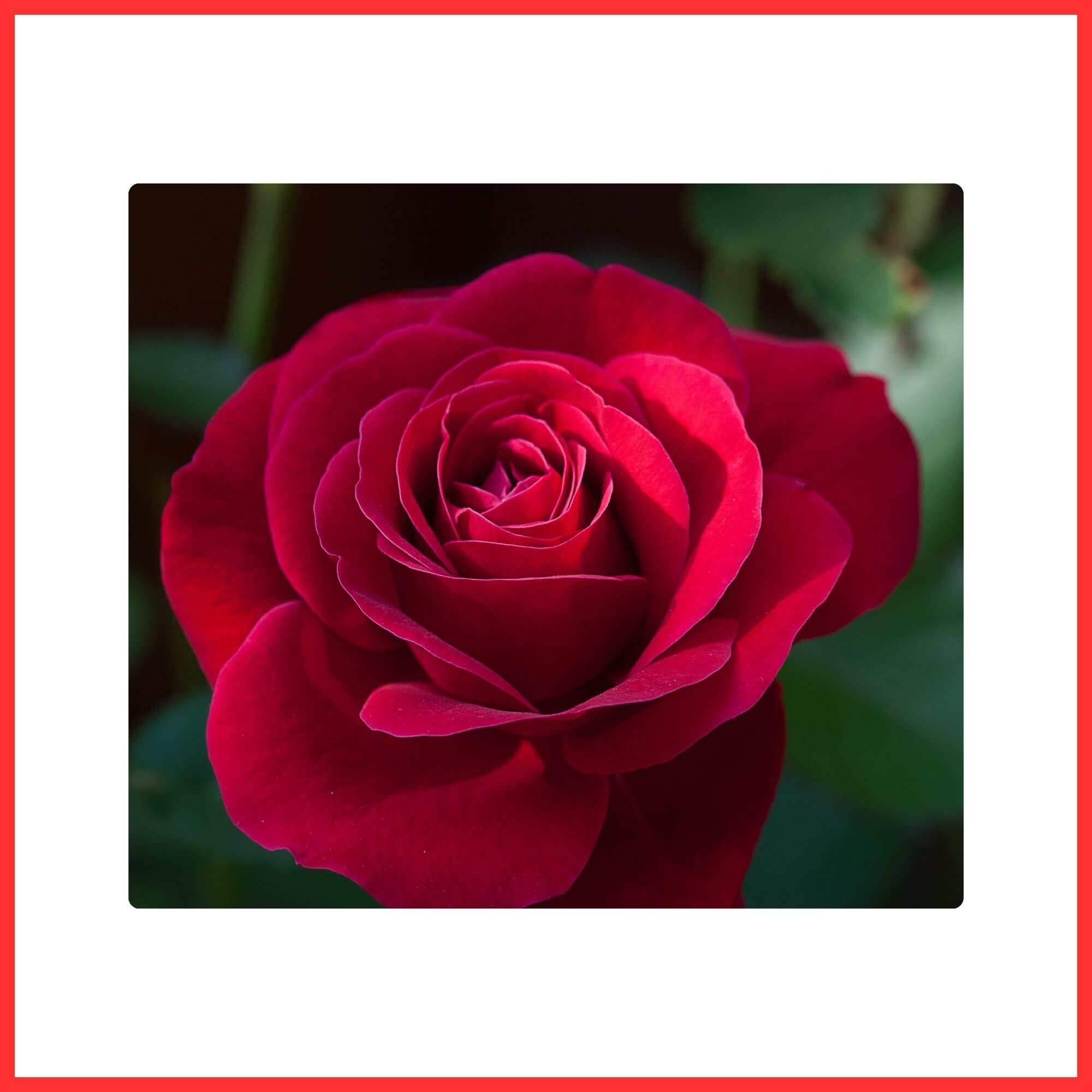 Close-up of a Red Rose flower symbolizing love and romance in full bloom