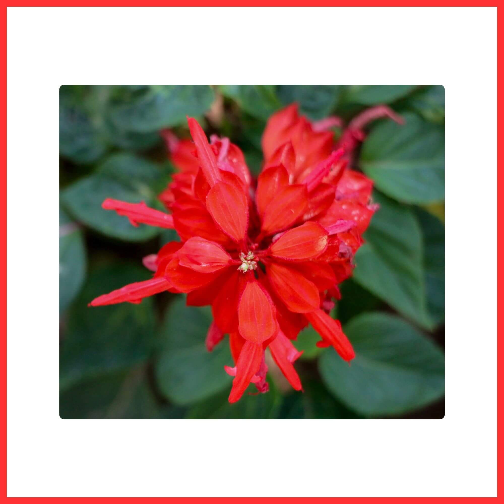Close-up of Red Salvia spikes blooming in sunlight