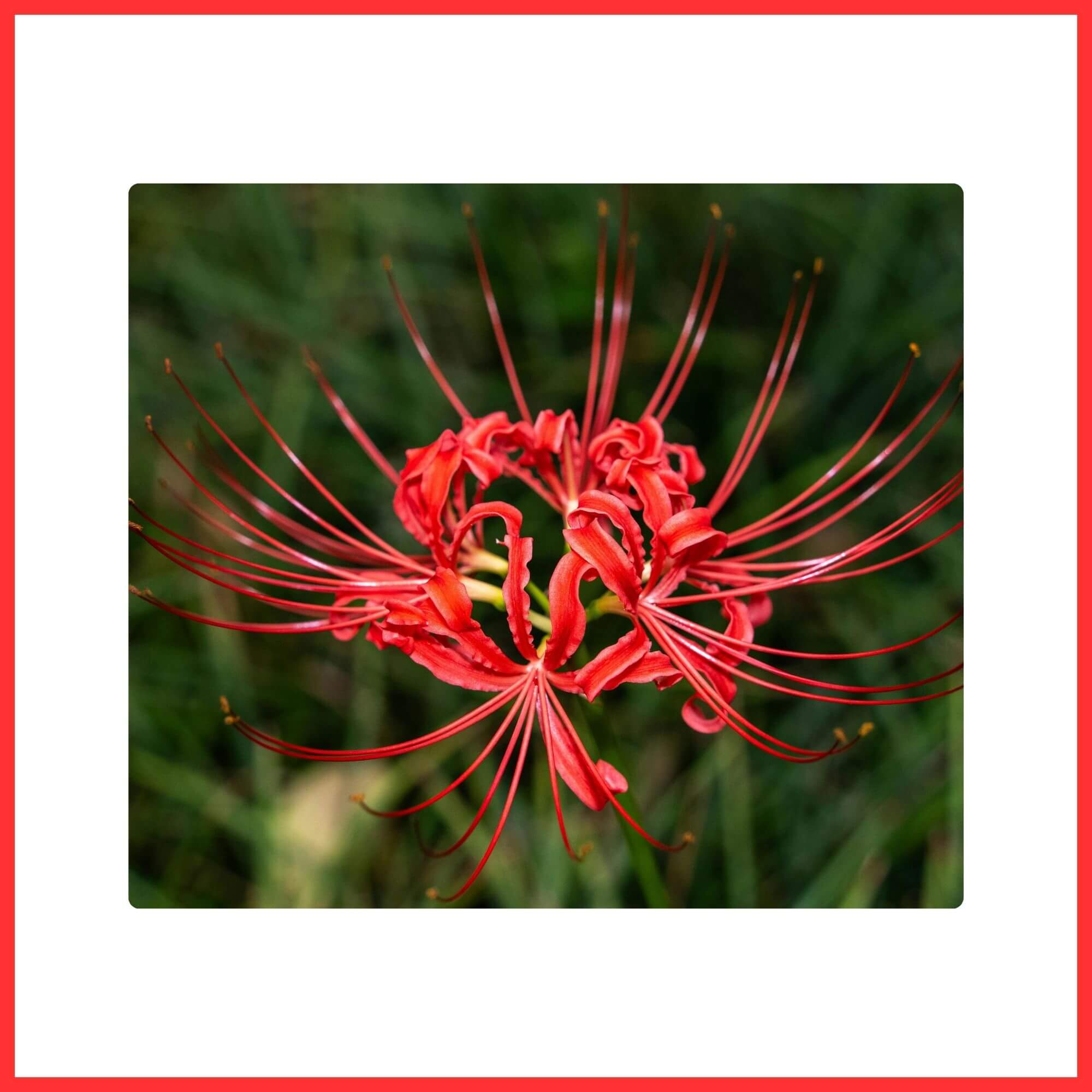 Close-up of a mystical Red Spider Lily flower 