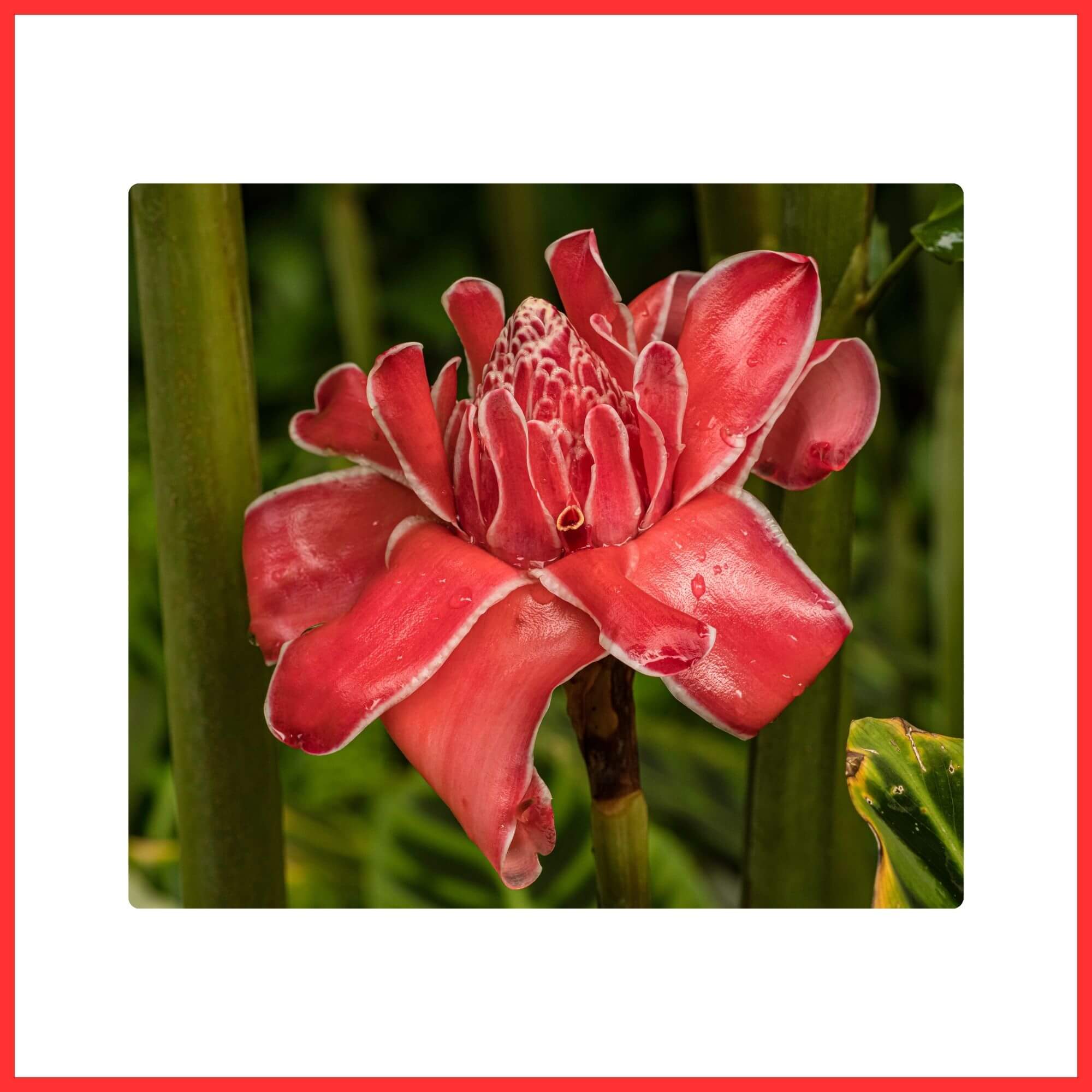 Close-up of an exotic Red Torch Ginger flower with waxy, torch-like bloom