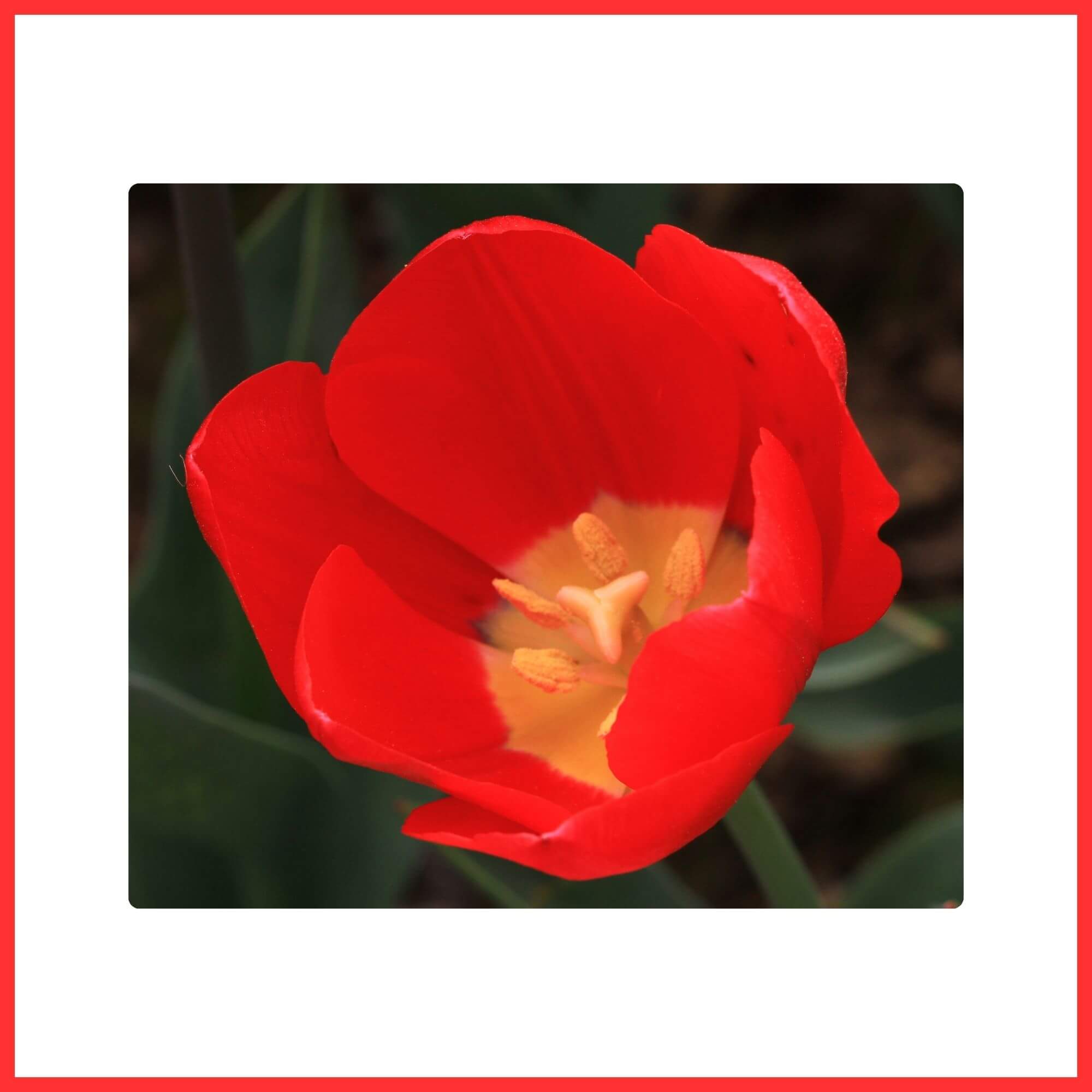 Close-up of a classic red Tulip flower in full bloom during spring