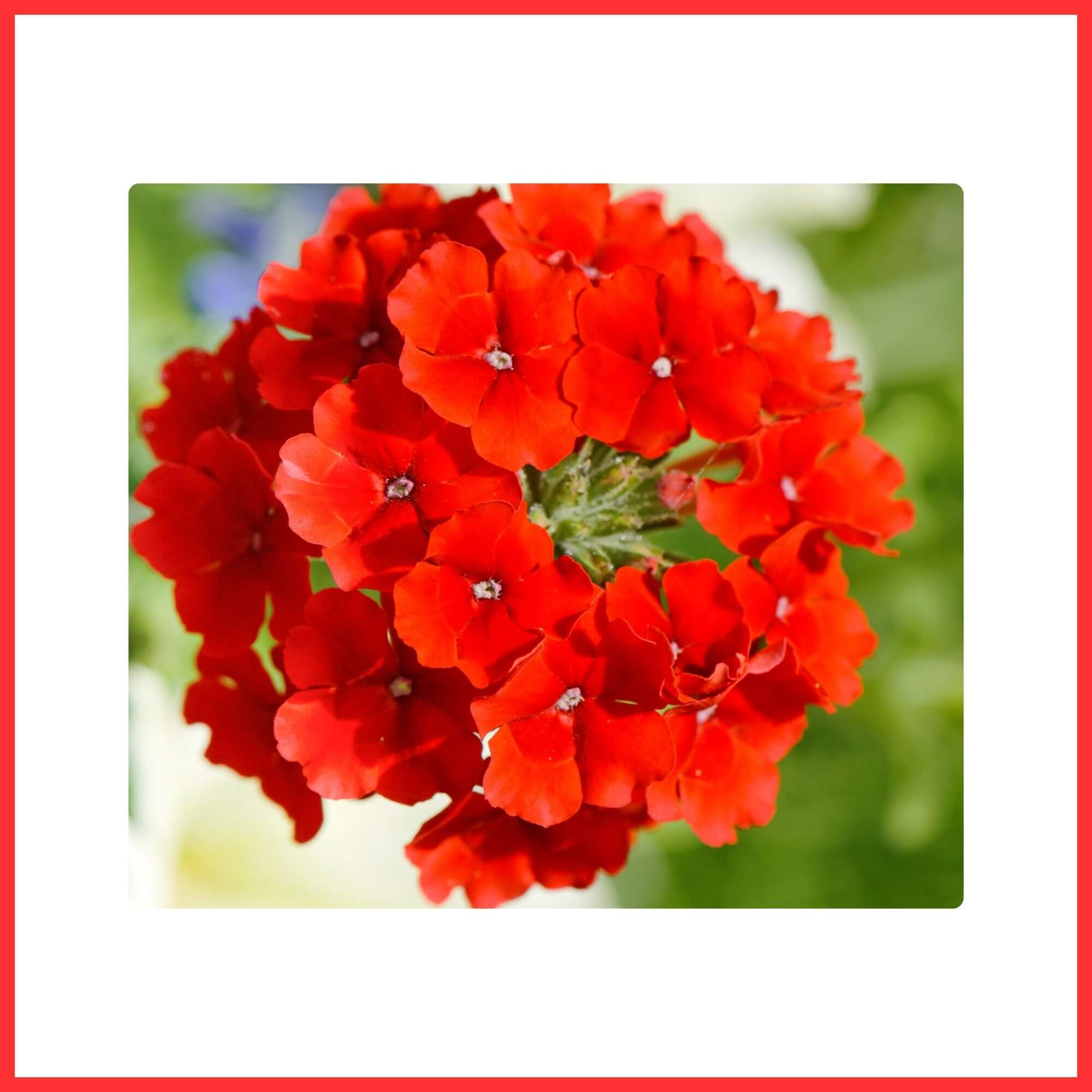 Close-up of Red Verbena clustered flowers