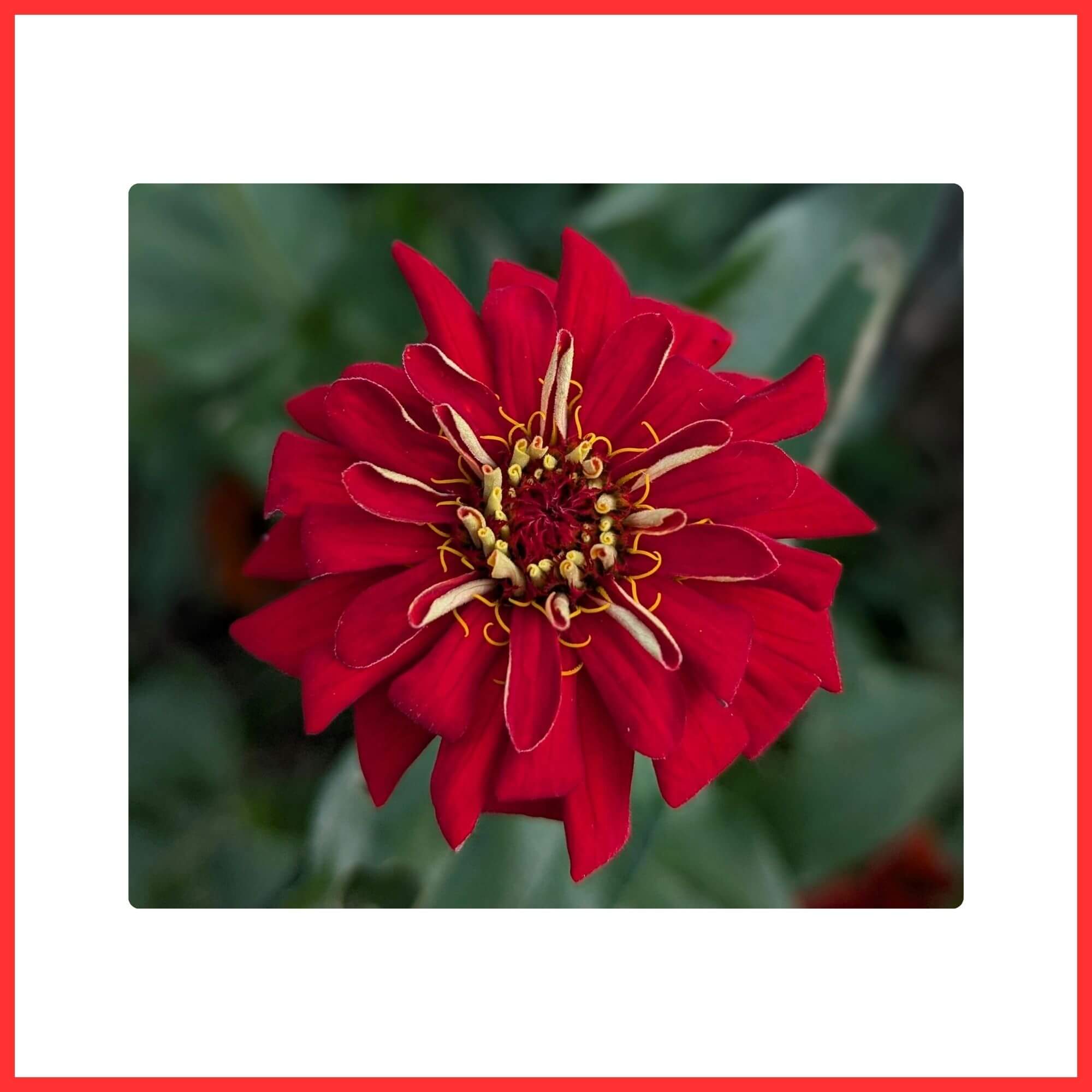 Close-up of vibrant red Zinnia flower