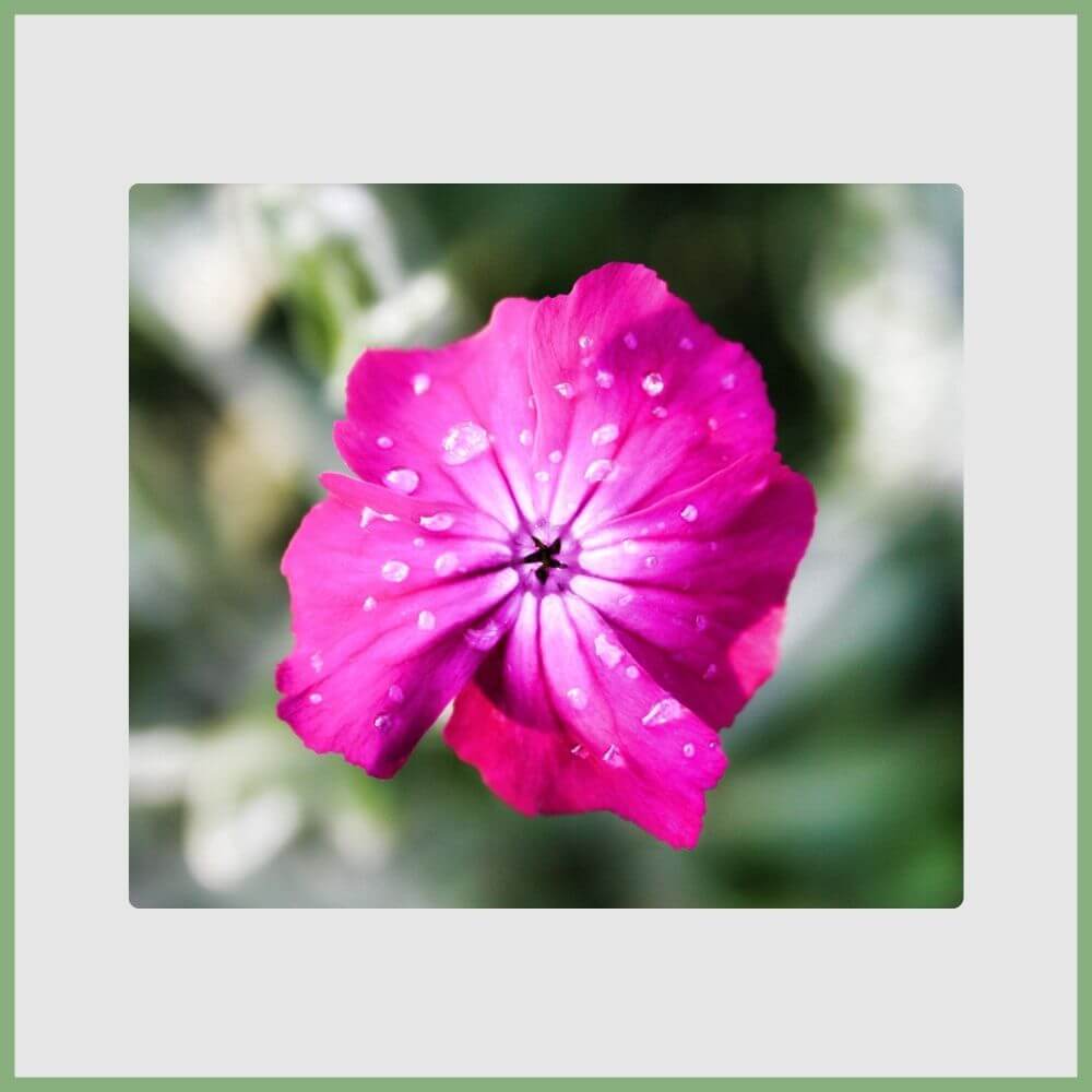 Rose Campion (Silene coronaria) flower 
