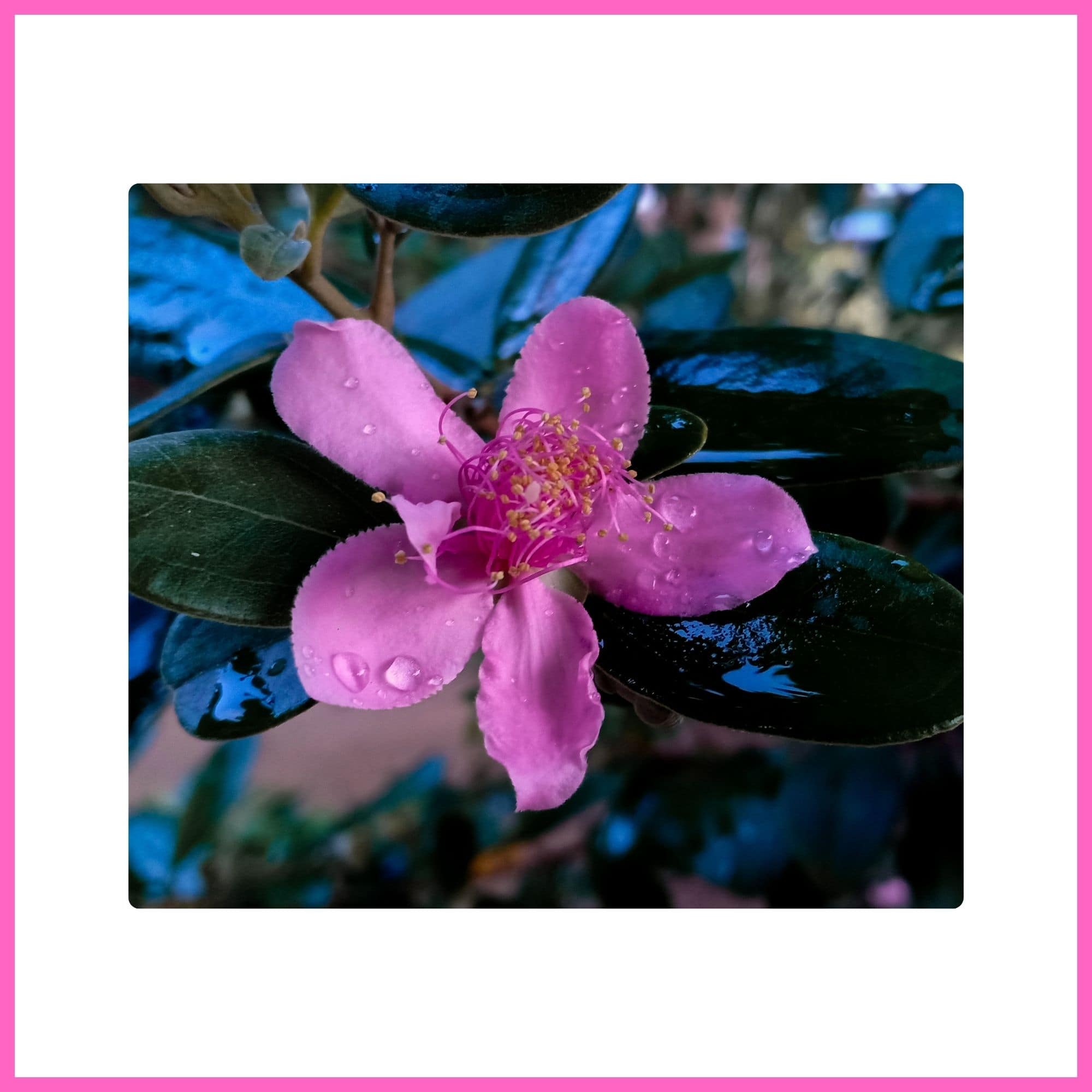 Rose Myrtle tree with vibrant pink blossoms, one of the most beautiful flowering trees with pink blossoms