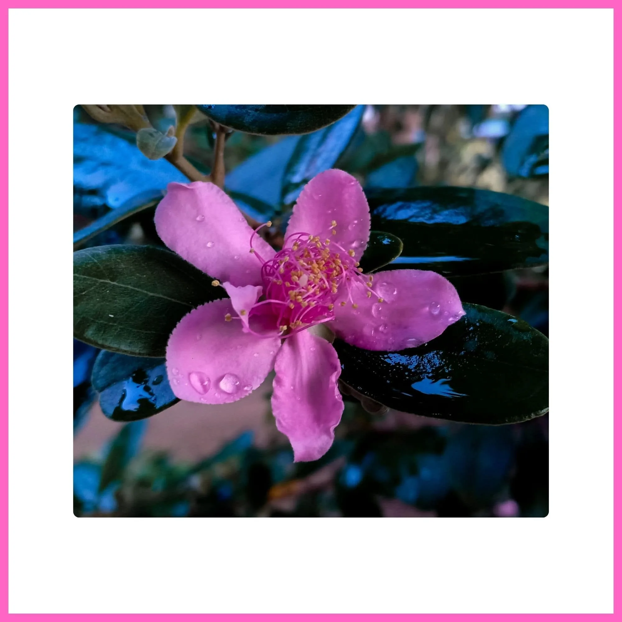 Rose Myrtle tree with vibrant pink blossoms, one of the most beautiful flowering trees with pink blossoms