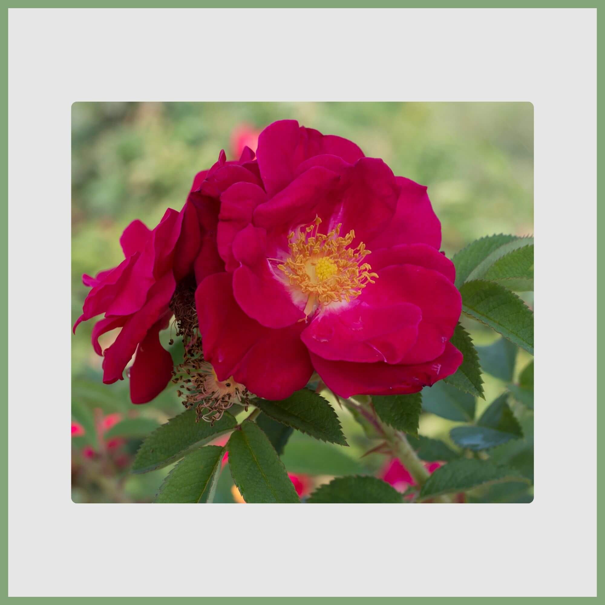 Rose (Rosa indica)