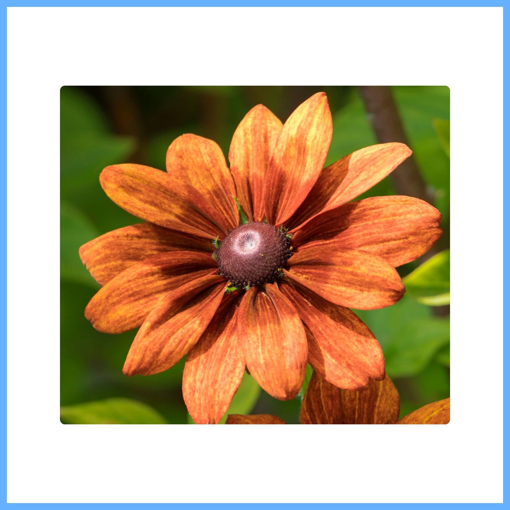 Charming Brown Rudbeckia Flower ‘Cherry Brandy’ 