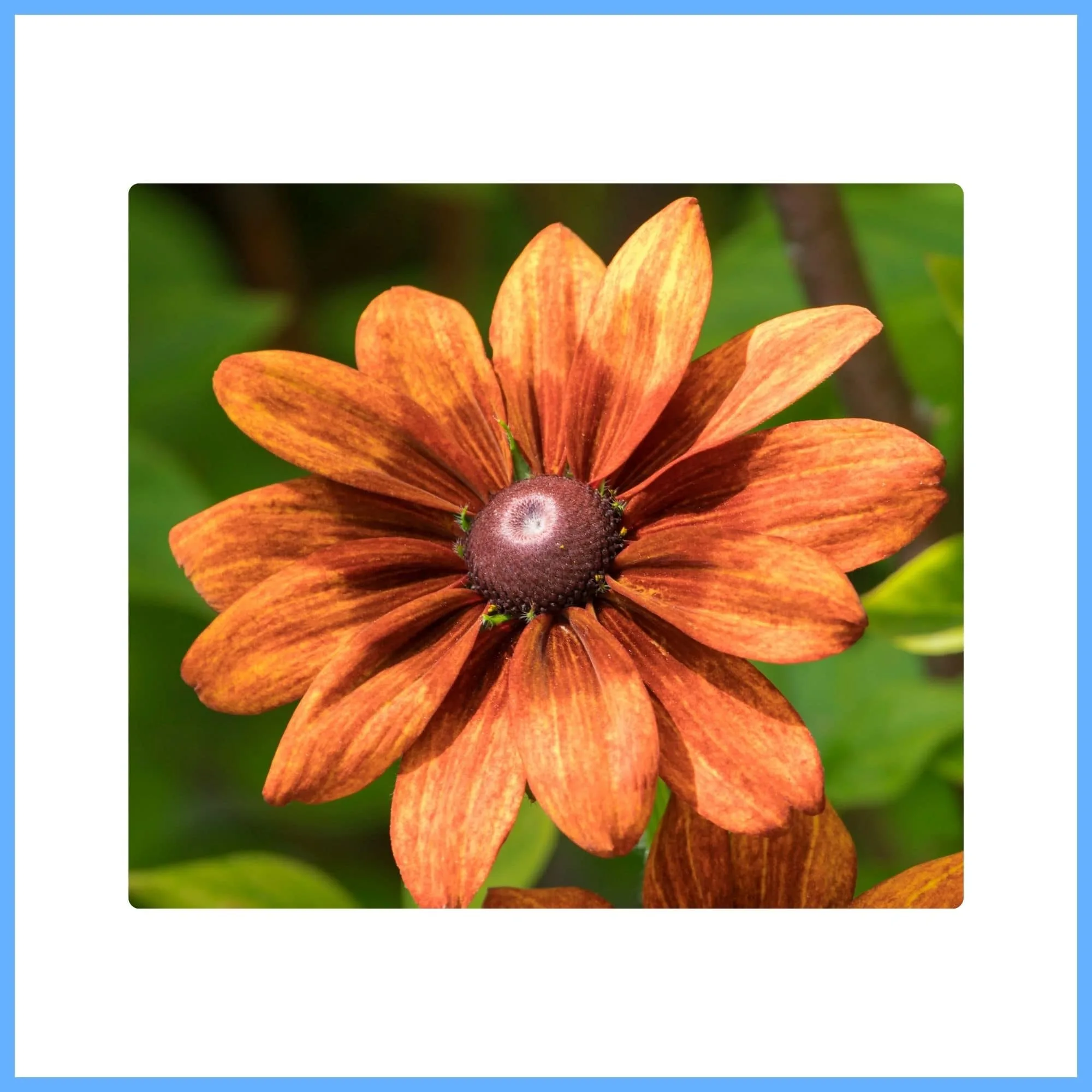 Charming Brown Rudbeckia Flower ‘Cherry Brandy’