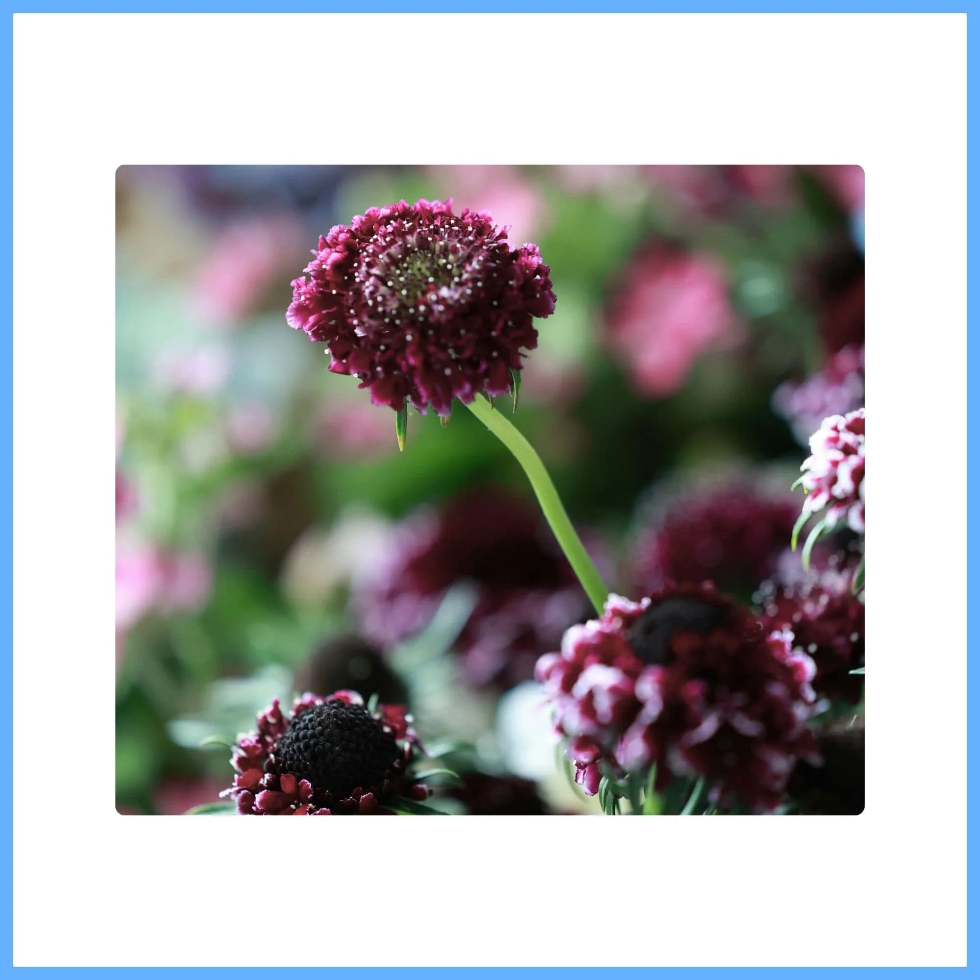 Scabiosa ‘Chocolate Scoop’ – Small Charming Brown Flower