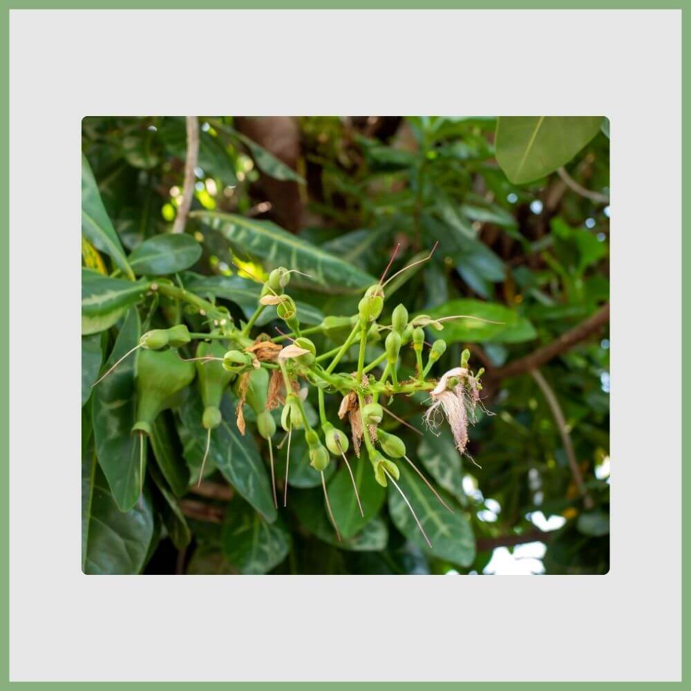 Sea Poison Tree Flower (Barringtonia asiatica) with white and pink filaments