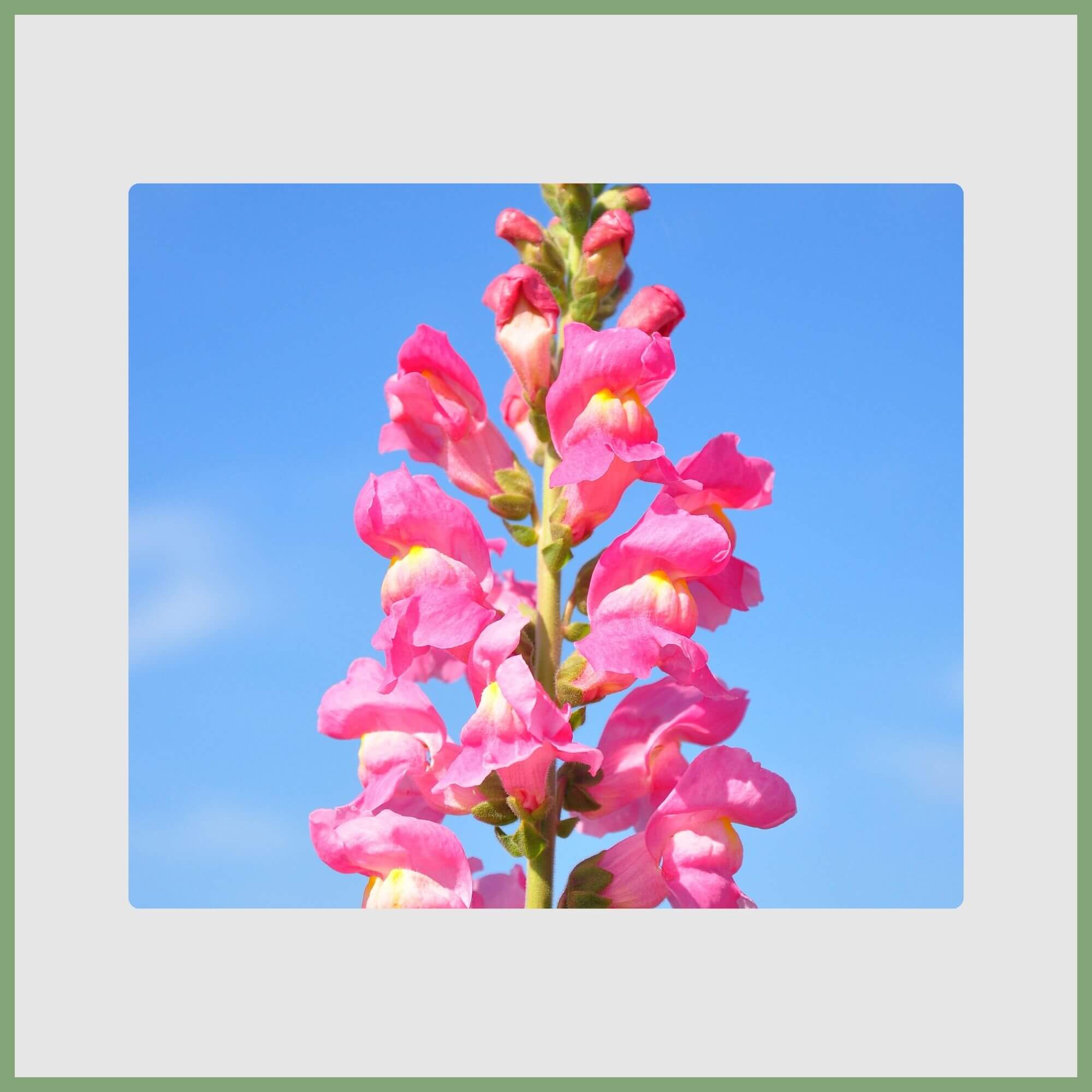 Snapdragon (Antirrhinum majus)