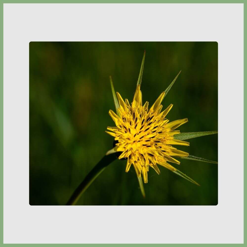 Snowdonia Hawkweed (Hieracium snowdoniense) yellow flower native to Wales