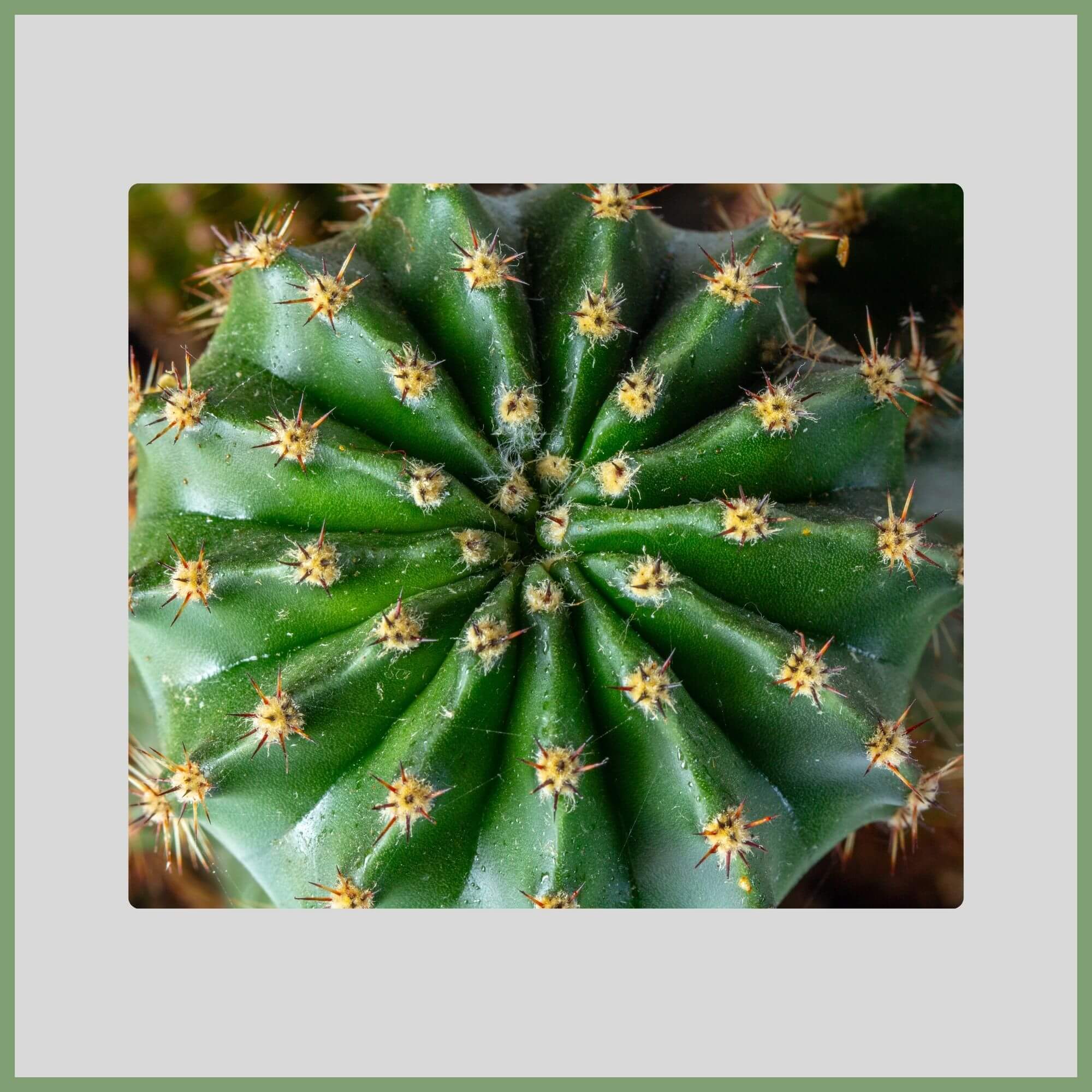 Close-up of a Star Cactus flower (Astrophytum asterias) producing yellow flowers on a round green dotted body