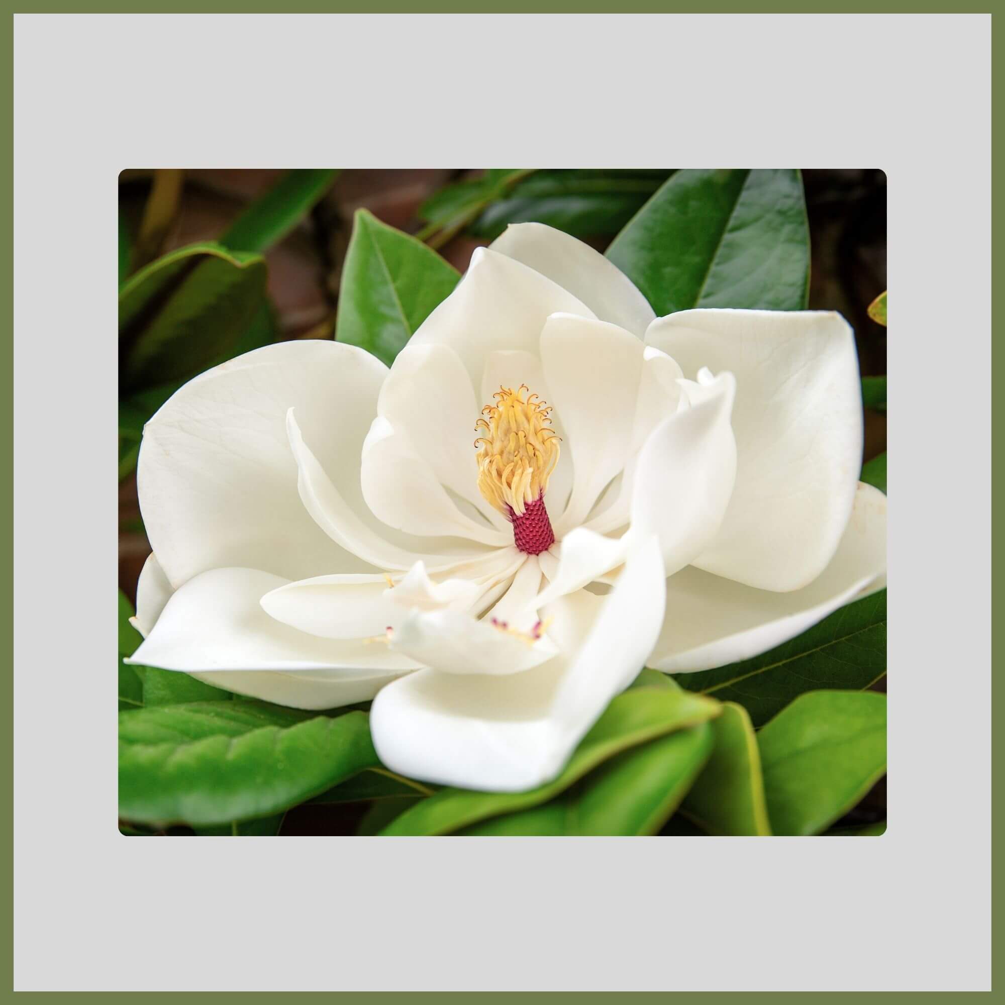 Close-up of a star-shaped white flower from a Star Magnolia tree in full bloom during early spring