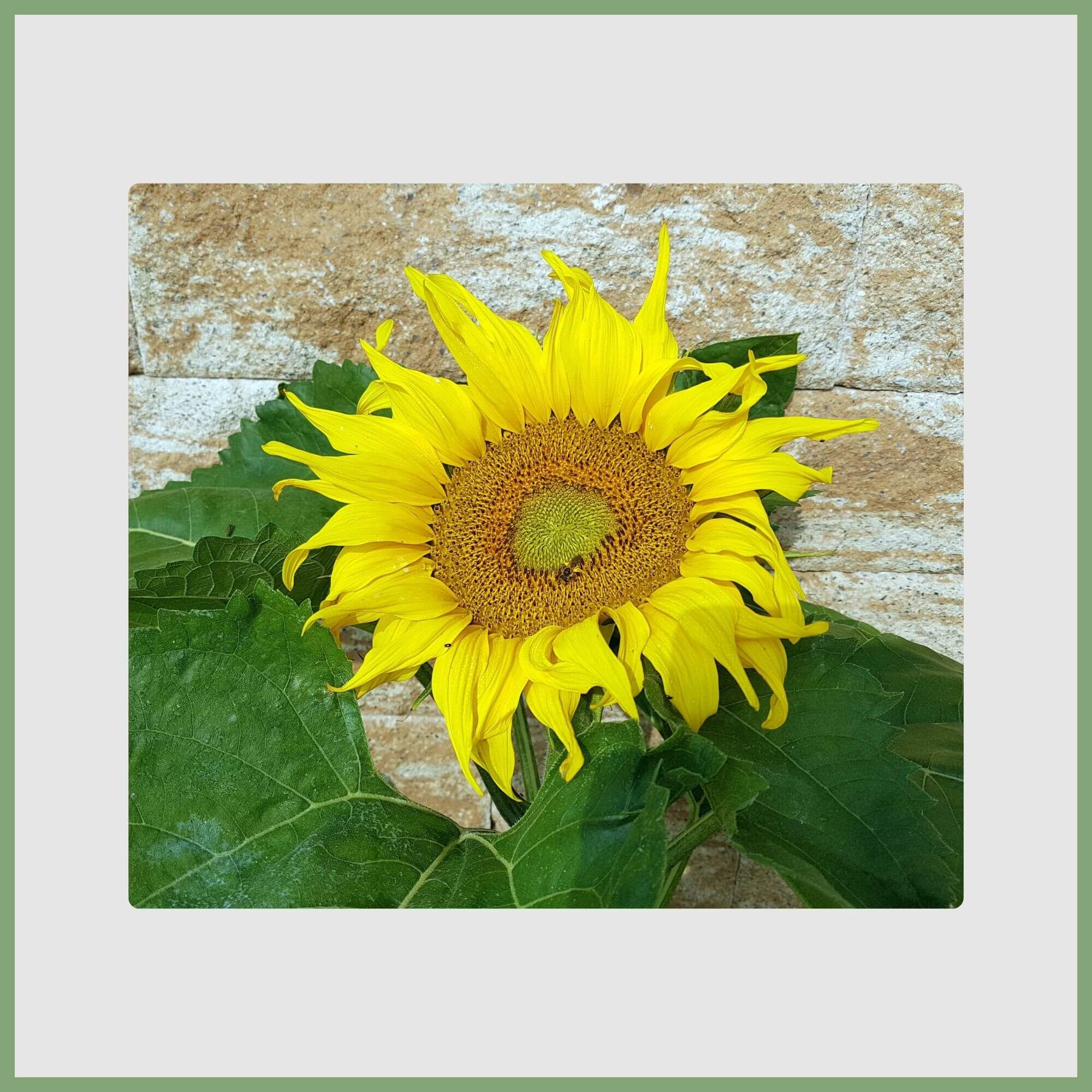 Sunflower (Helianthus annuus)