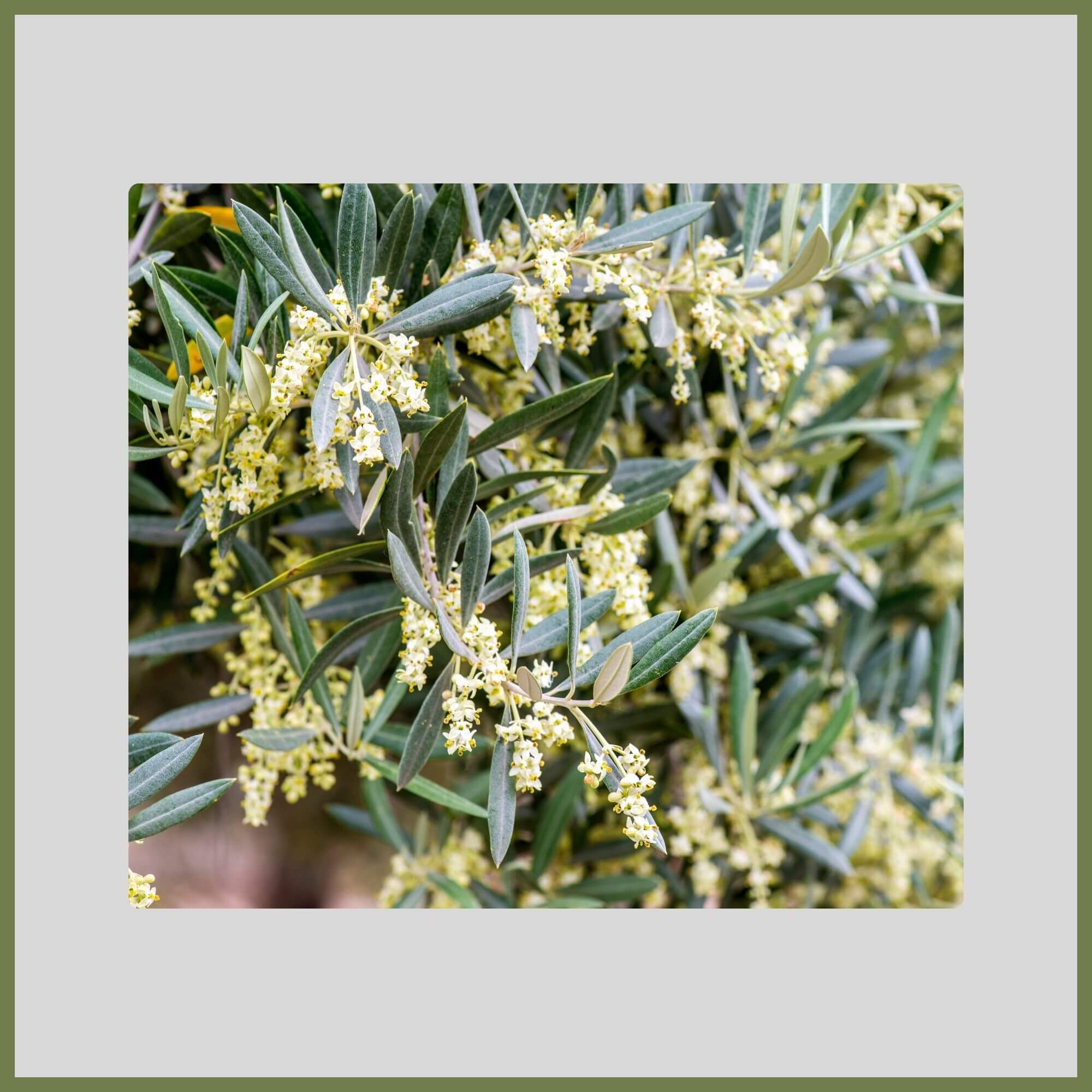 Close-up of a Sweet Olive covered in tiny, fragrant creamy-white flowers