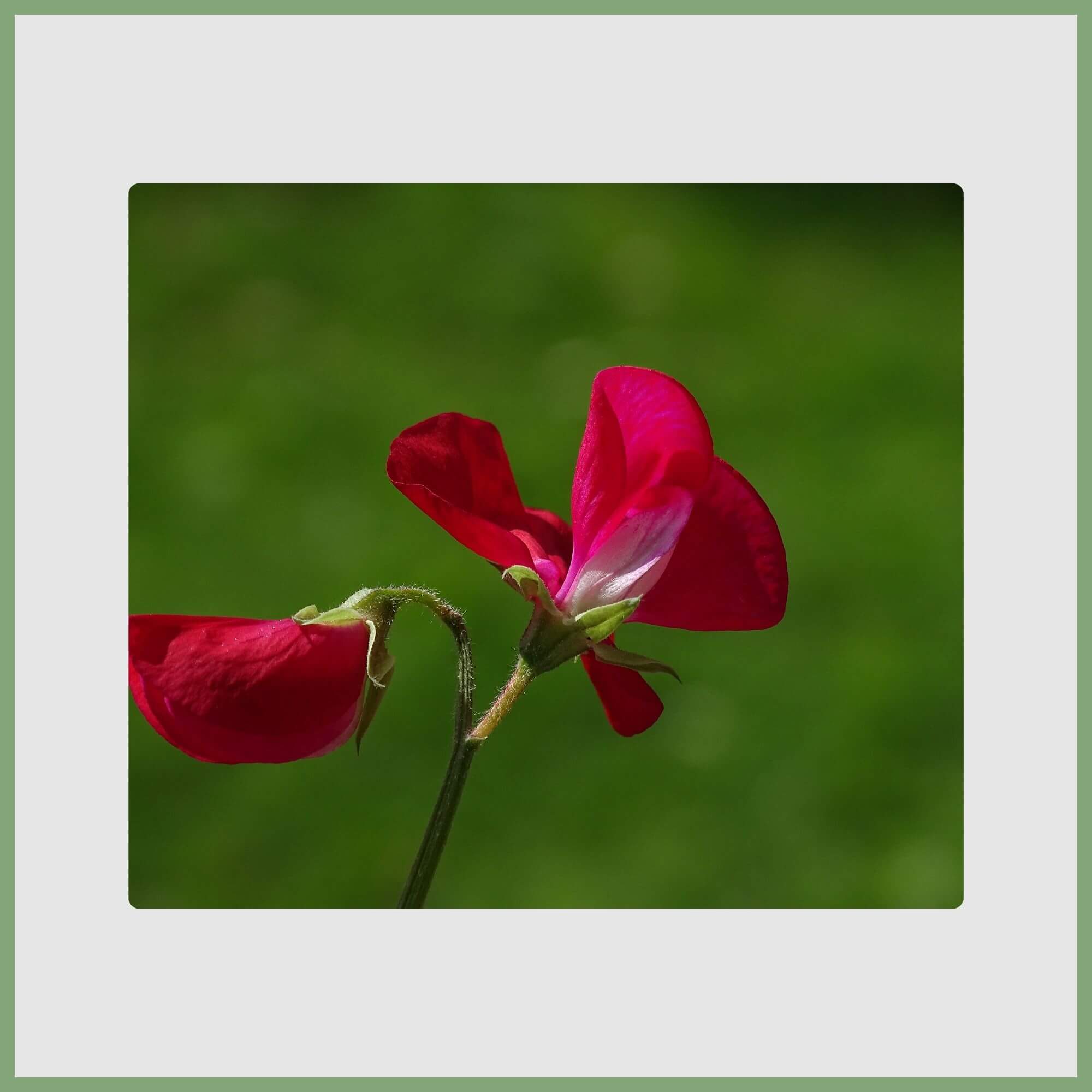 Red Sweet Pea (Lathyrus odoratus)