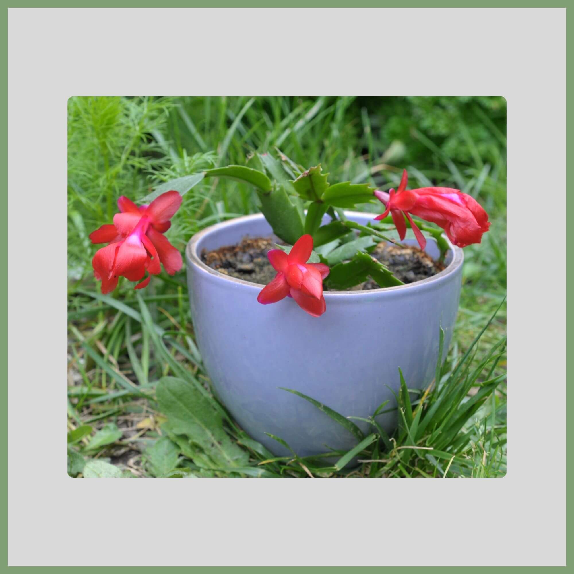 Close-up of a Thanksgiving Cactus flower (Schlumbergera truncata) showing stems and red autumn flowers