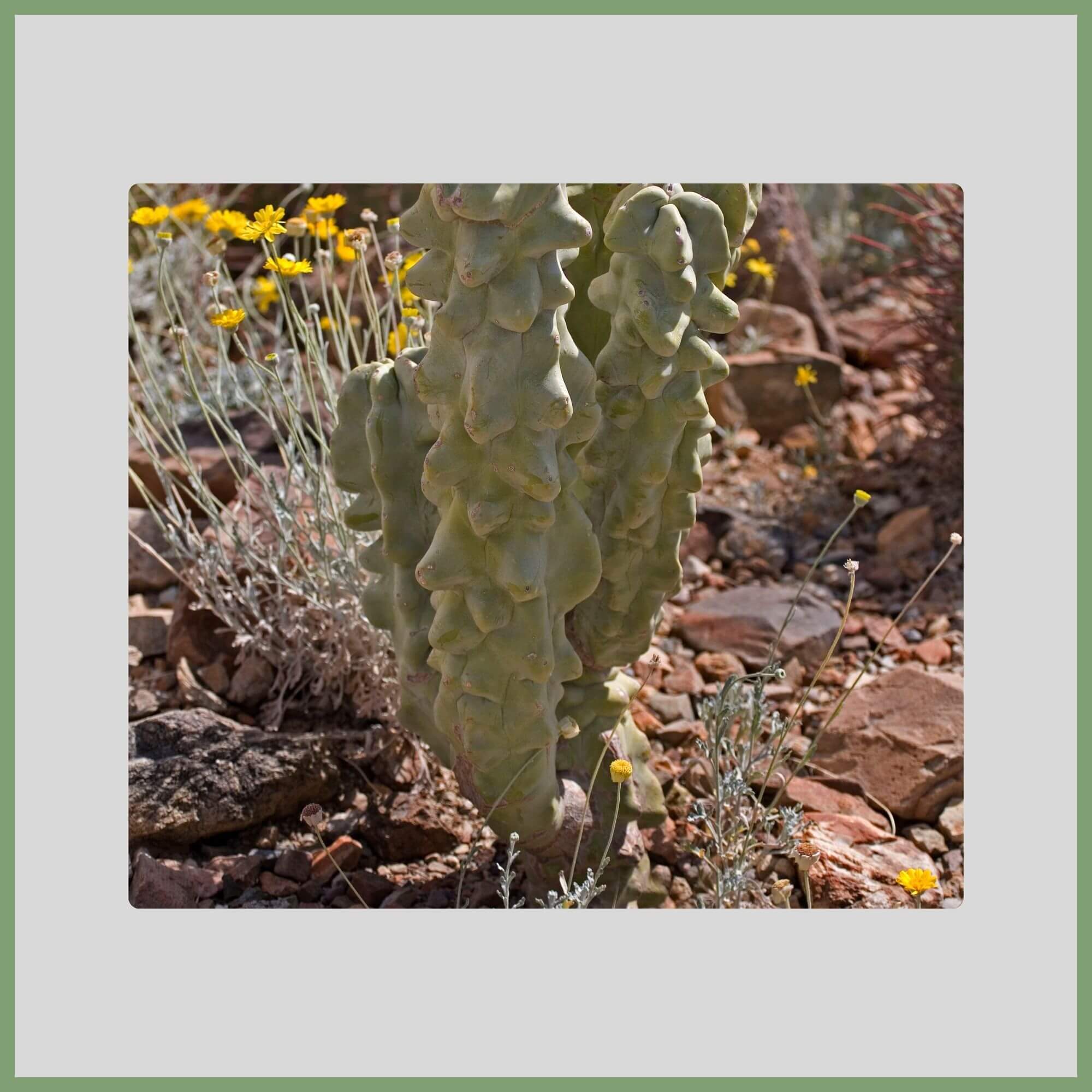 Close-up of a Totem Pole Cactus flower (Lophocereus schottii var. monstrosus) with tall smooth stems