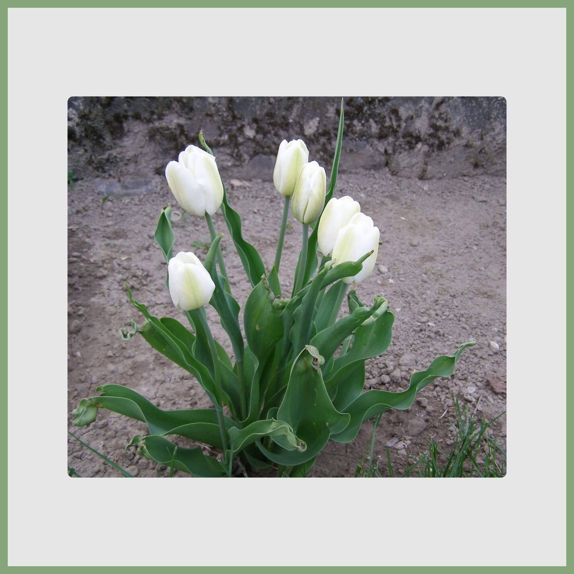 Tulip (Tulipa gesneriana)
