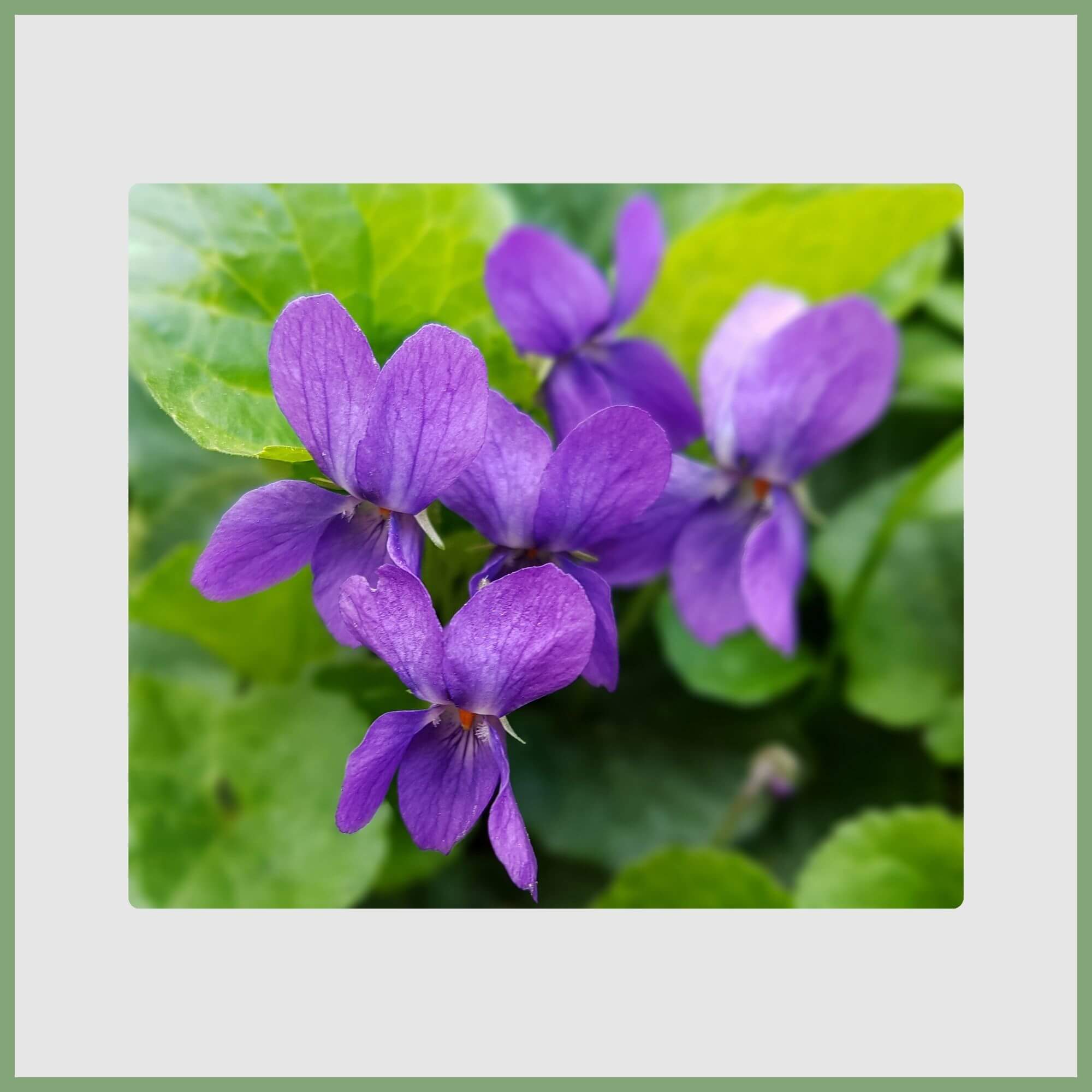 Cluster of Violet (Viola odorata) Flowers