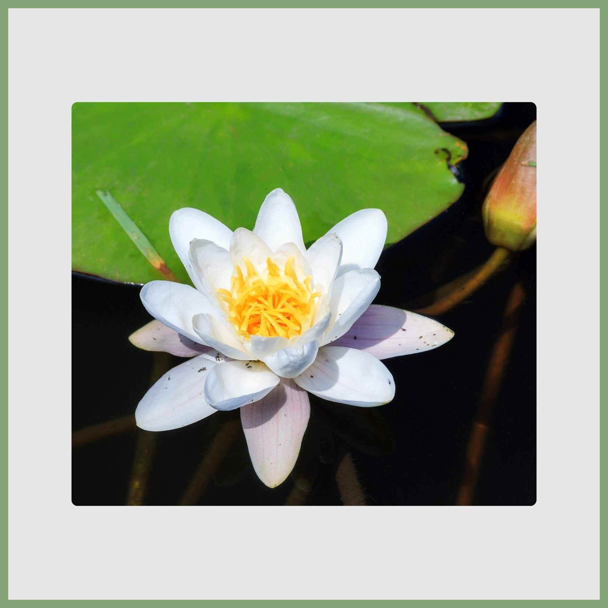 Close-up of a Beautiful White Water Lily (Nymphaea alba)