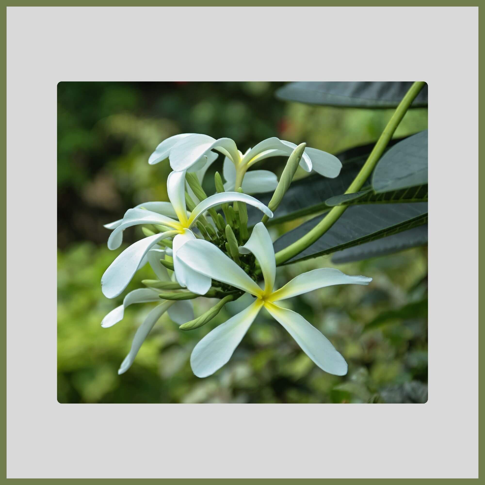 Close-up of a White Champaca with long, perfumed white flowers