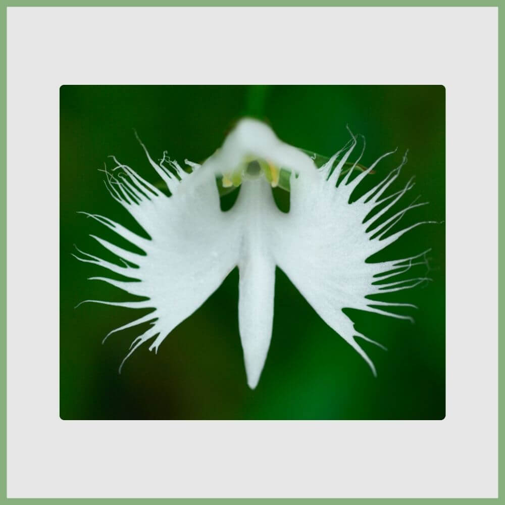 White Egret Orchid (Habenaria radiata) resembling a flying white bird