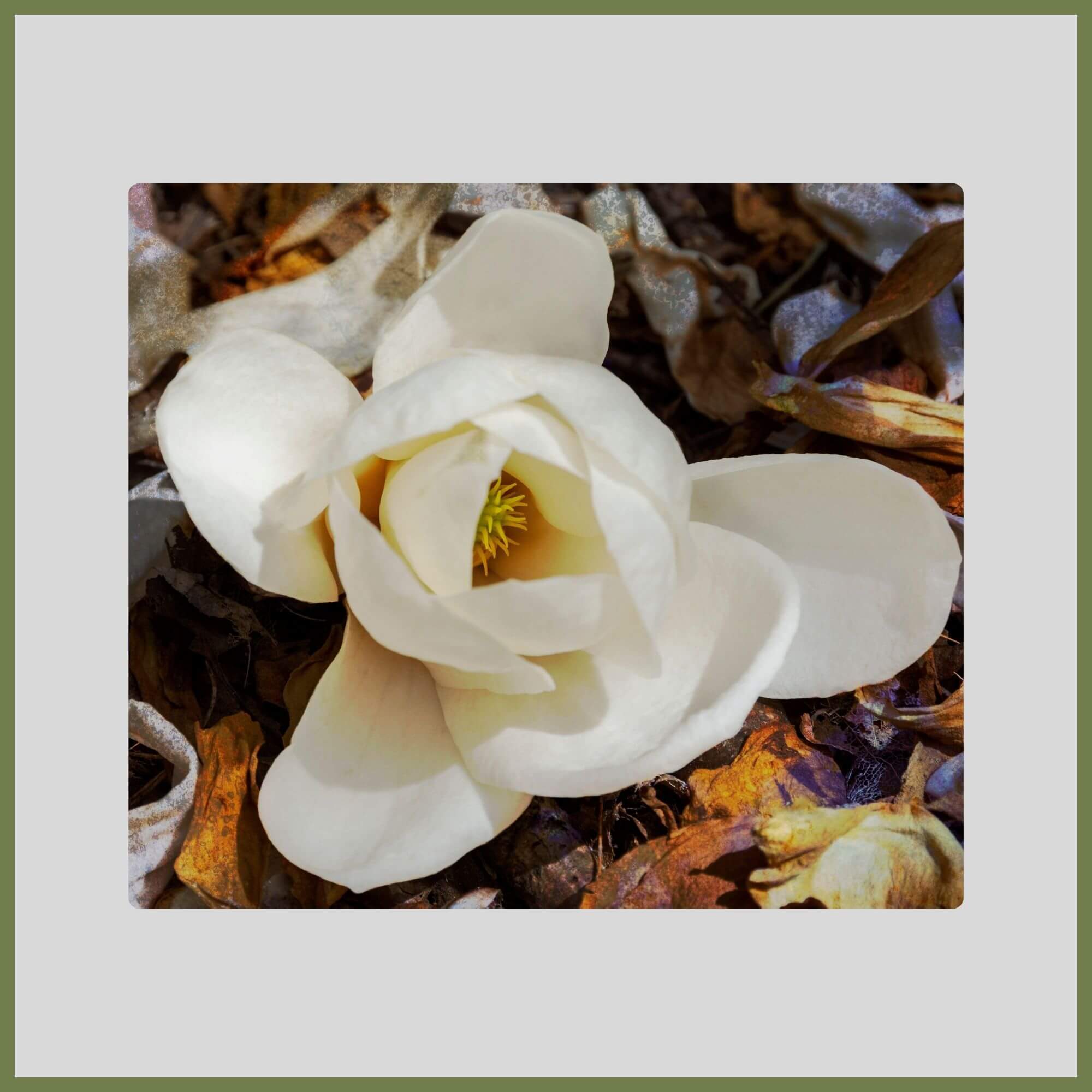 Close-up of a White Magnolia tree with creamy white flowers blooming