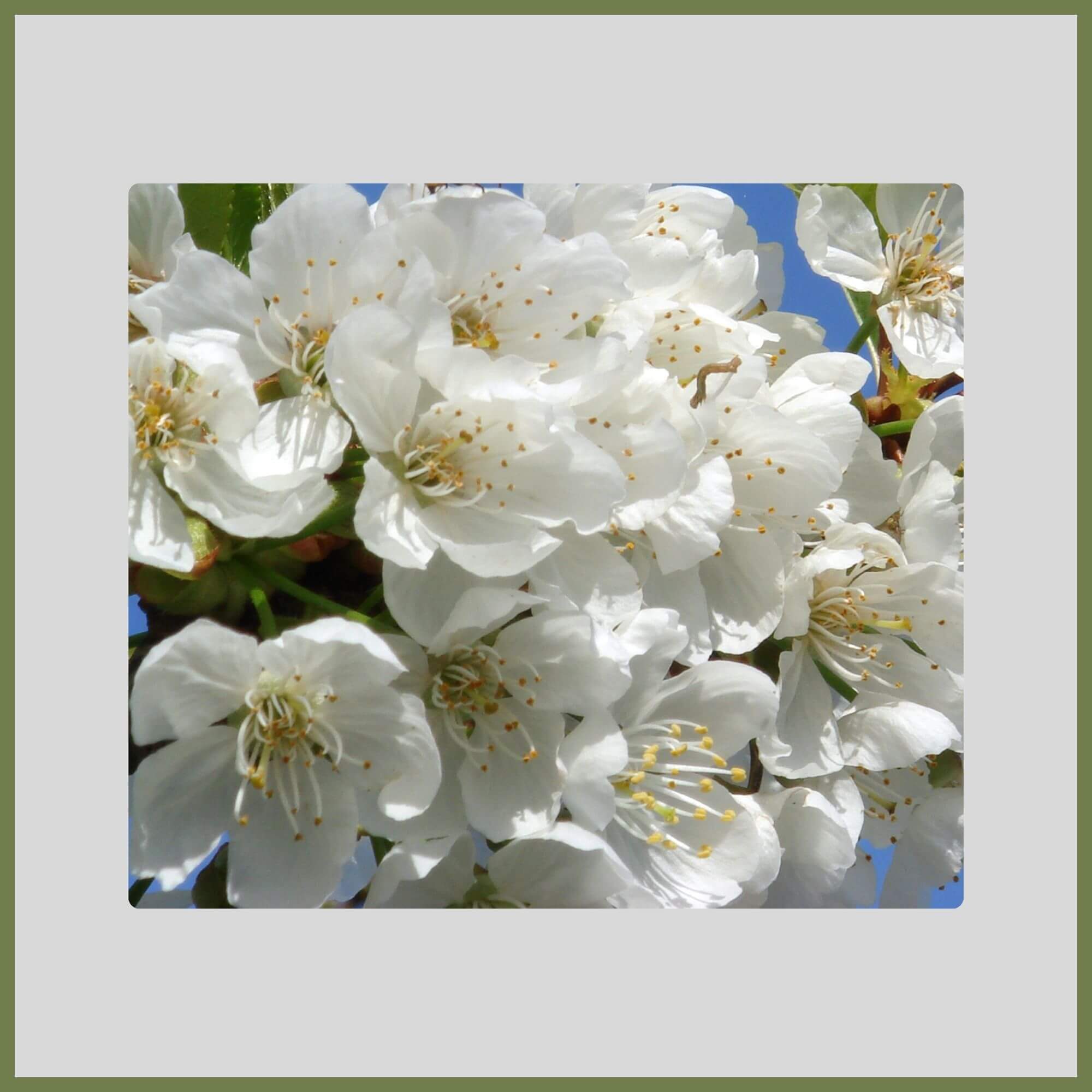 Close-up of a Wild Cherry tree in full bloom