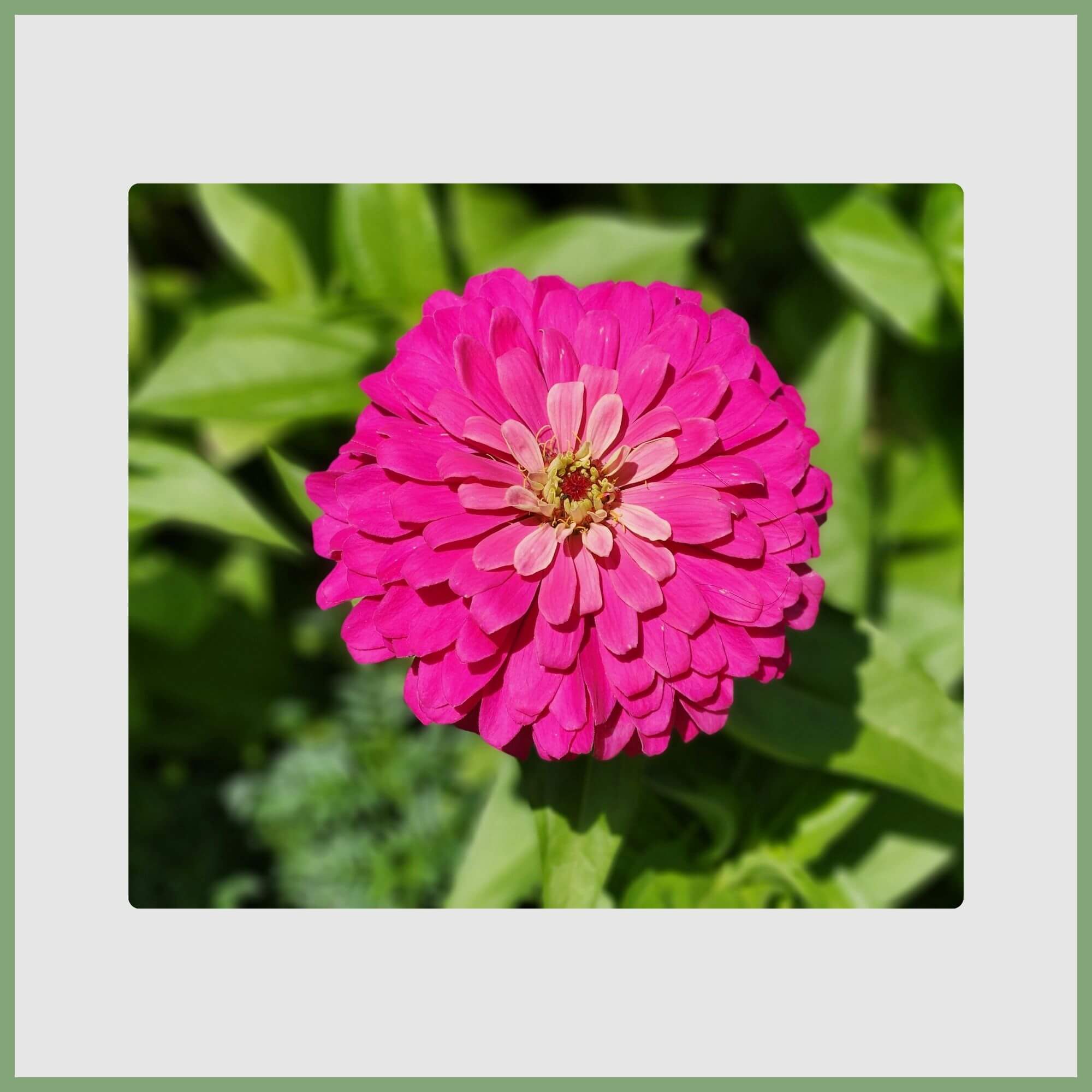 Zinnia (Zinnia elegans)