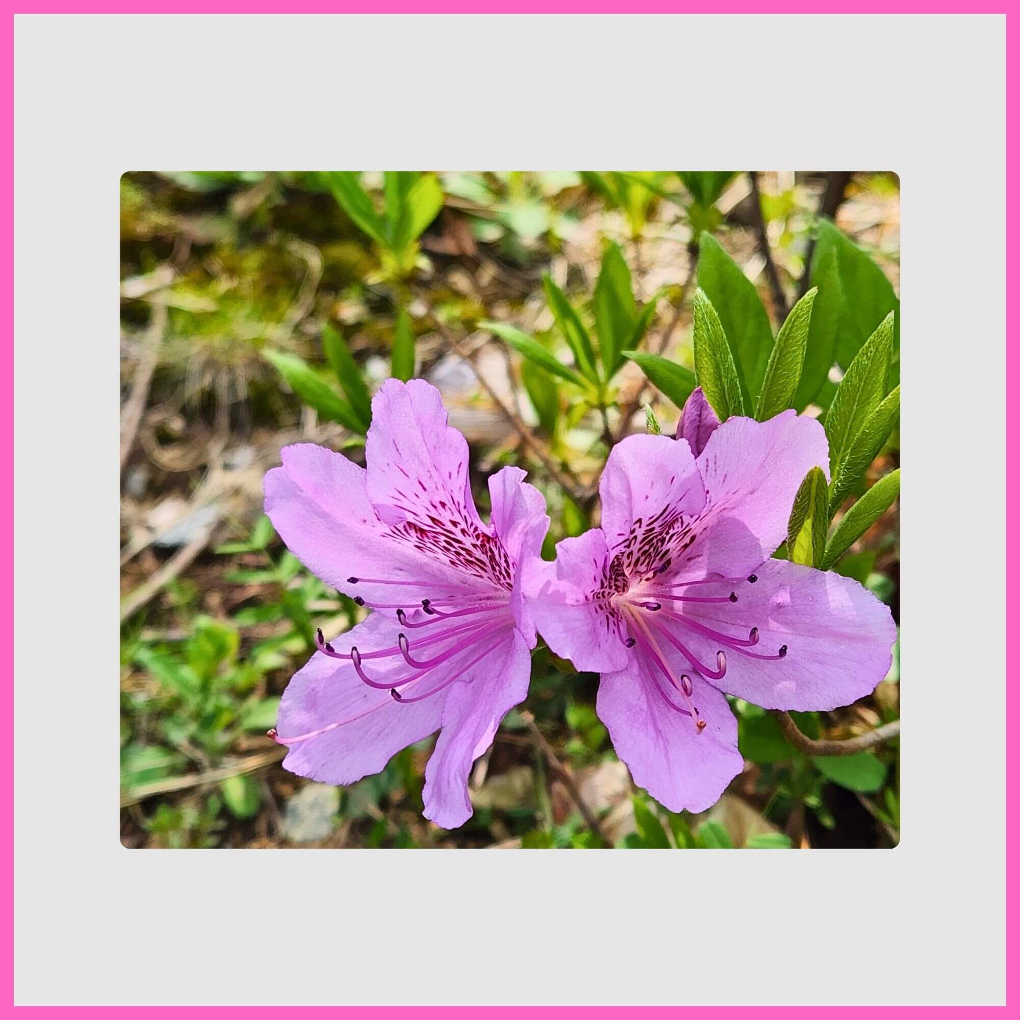 2 vibrant pink azalea flowers