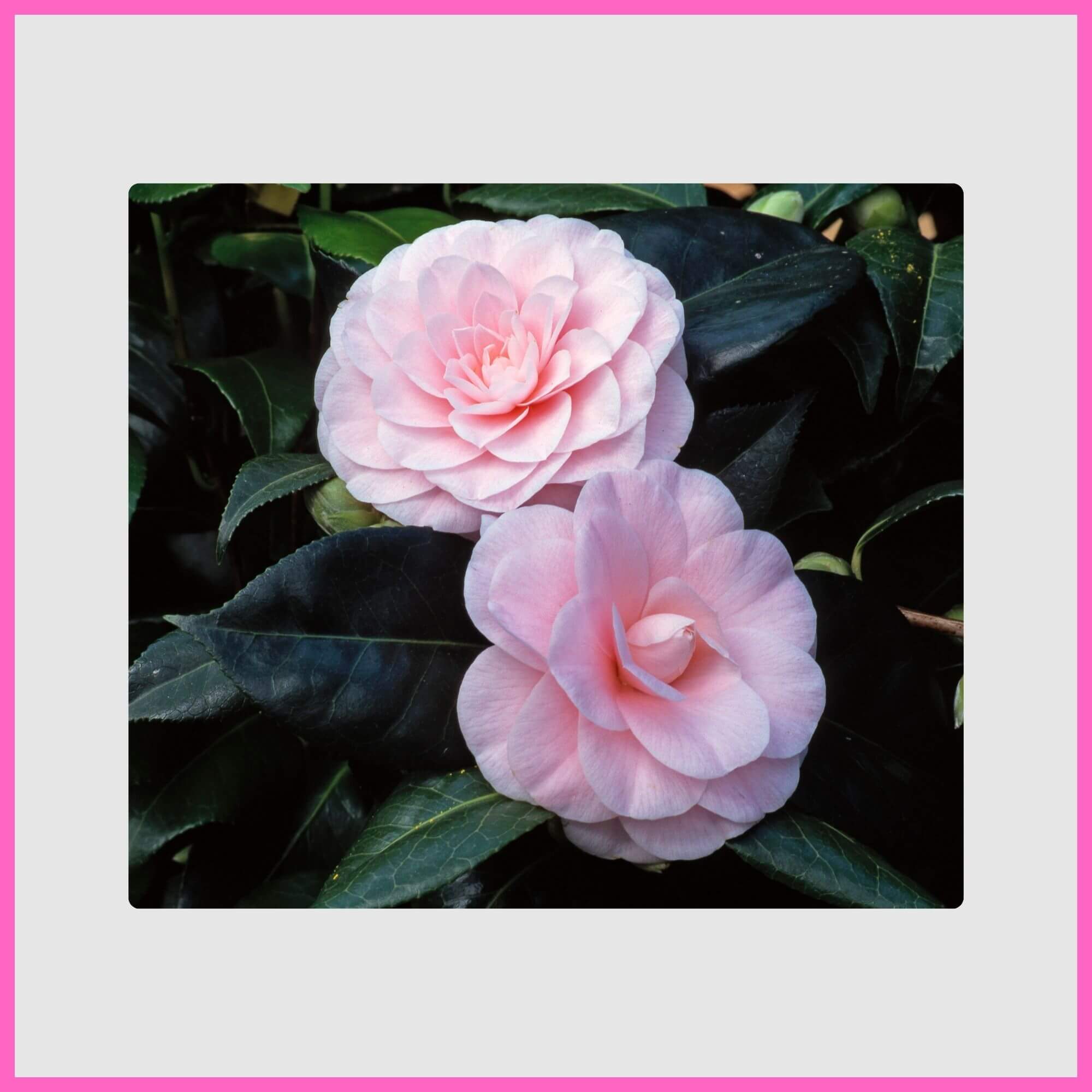 2 Elegant pink camellia flowers on a shady shrub