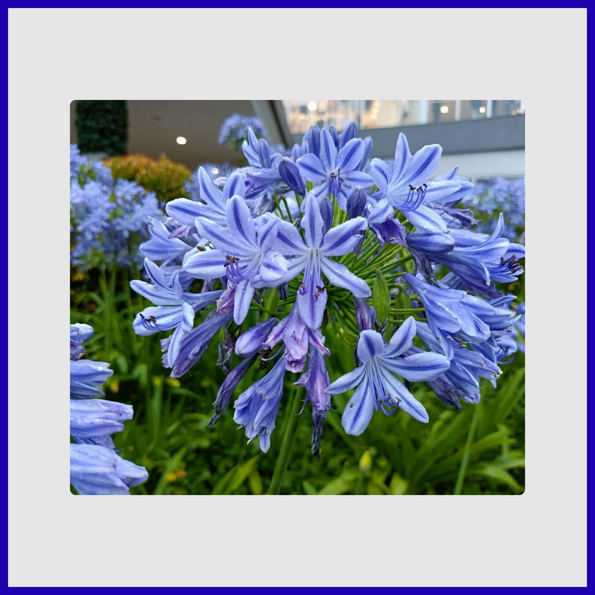 Globe-shaped cluster of blue and white Agapanthus flowers