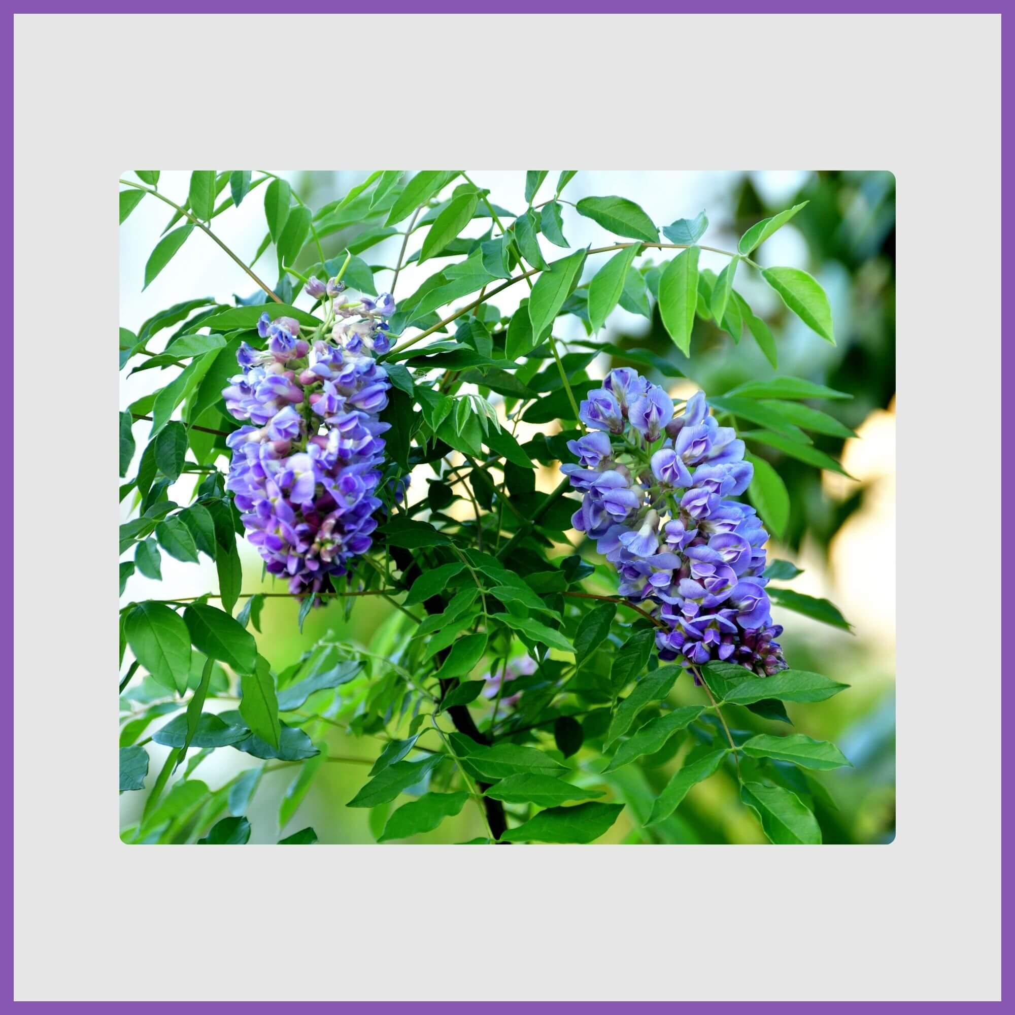 American wisteria tree blossoms