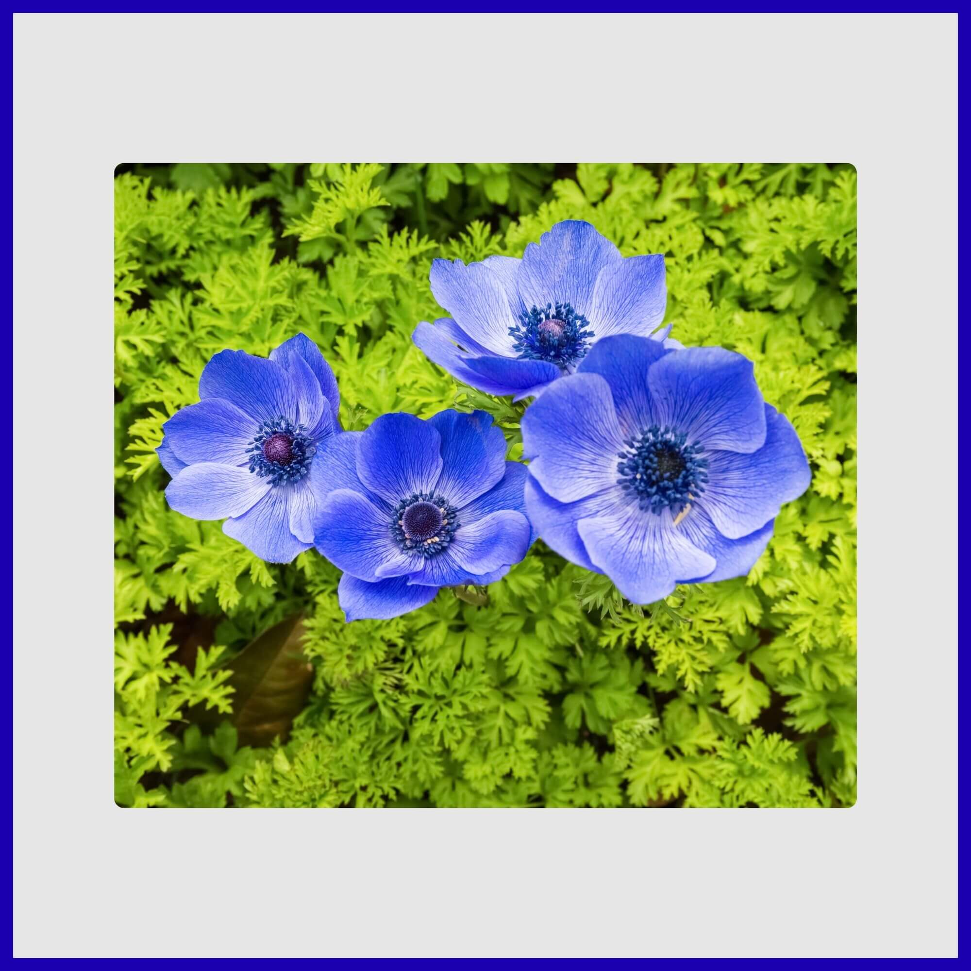 Striking blue and white Anemone flowers with dramatic dark center