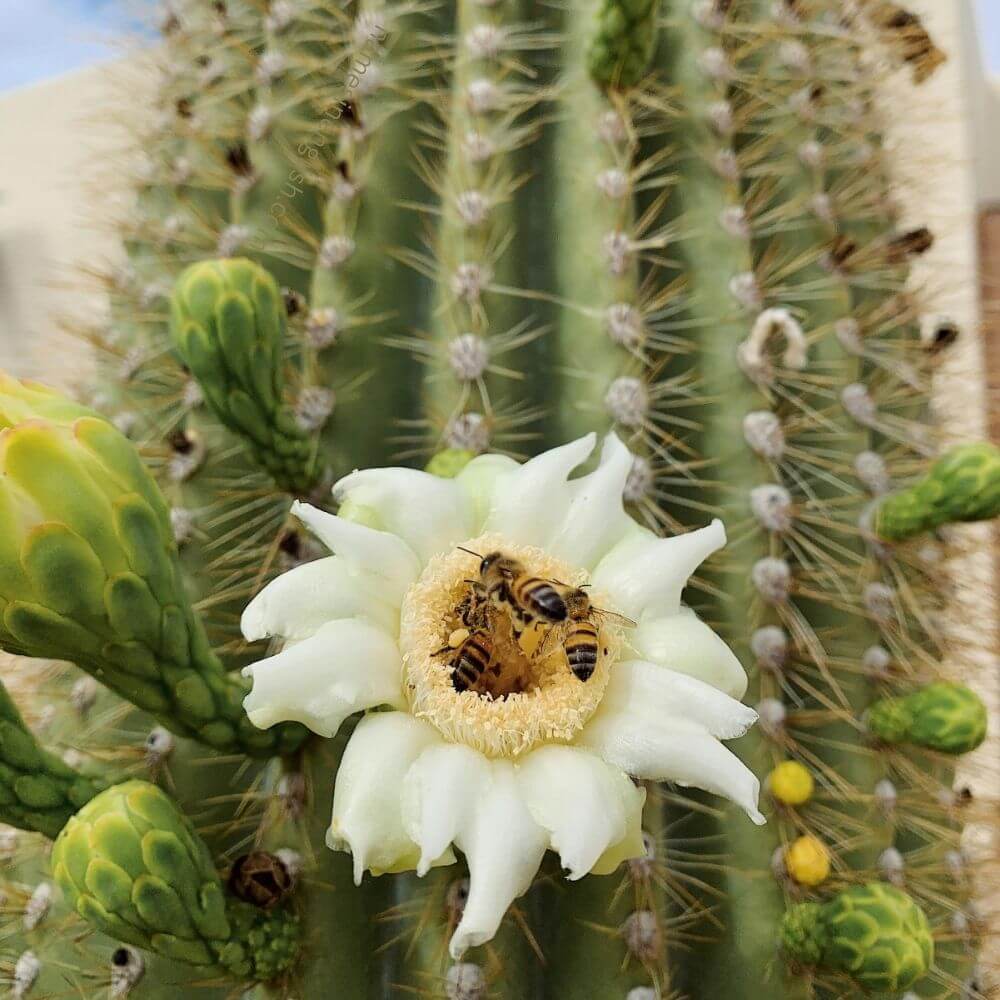Arizona State Flower-Saguaro-Cactus