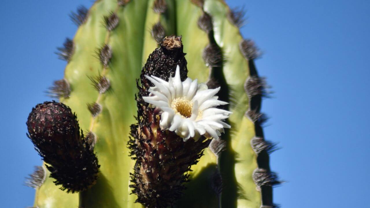 Arizona State Flower-Saguaro-Cactus